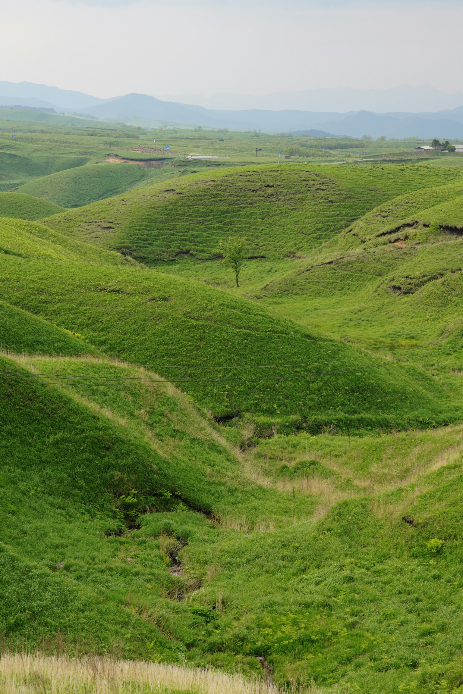 Colinas verdes onduladas con un vasto paisaje de hierba un árbol solitario a lo lejos