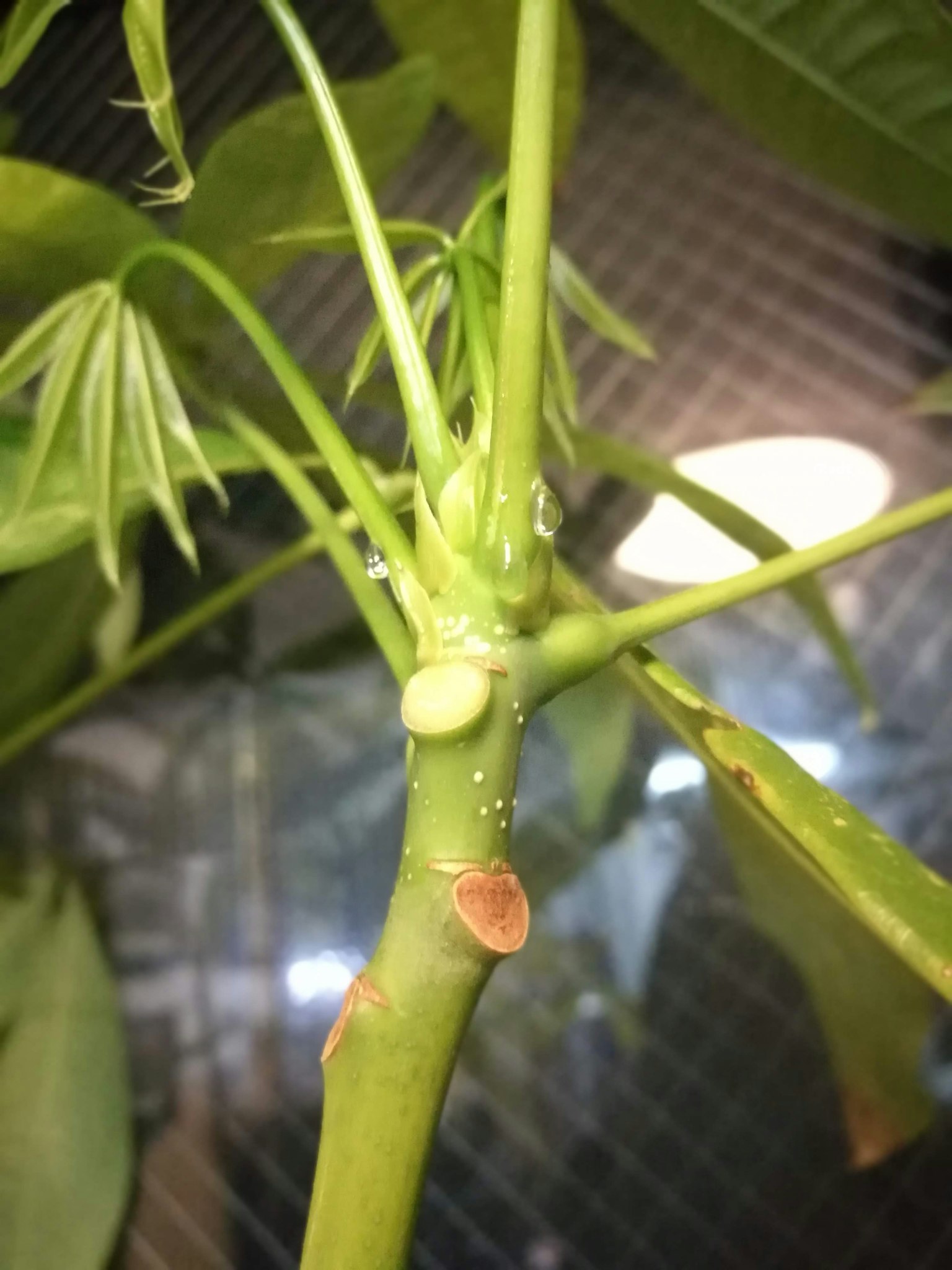 绿色植物茎的特写，显示新芽和叶子的生长