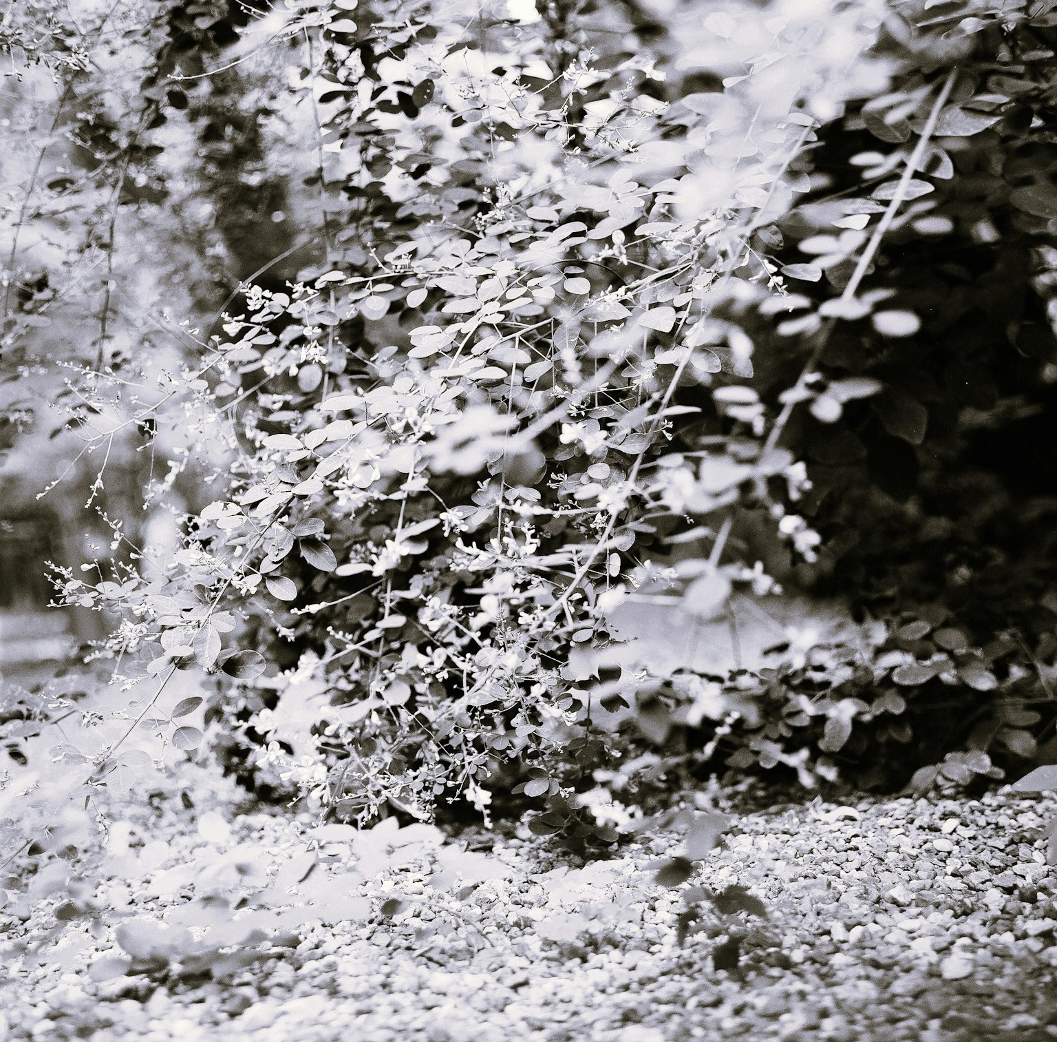 Schwarz-weiß natürliche Szene mit Blättern und Kies