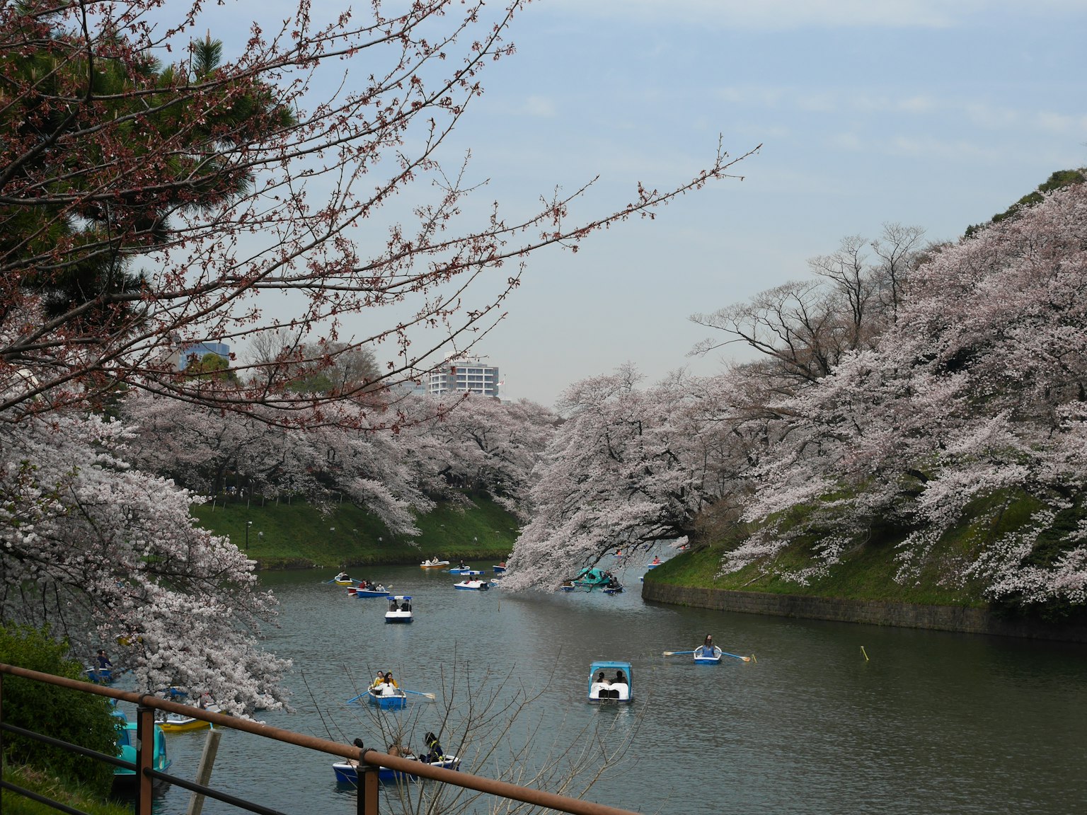 Pemandangan indah bunga sakura di sepanjang sungai dengan perahu