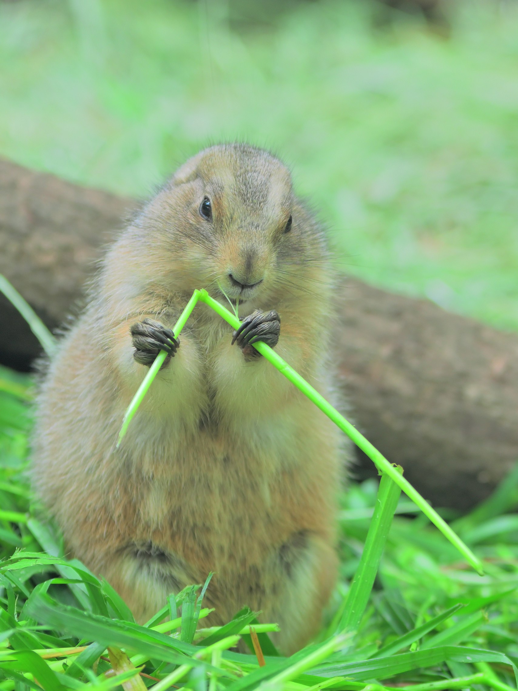 オグロプレーリードッグが草の上でエサを食べる姿