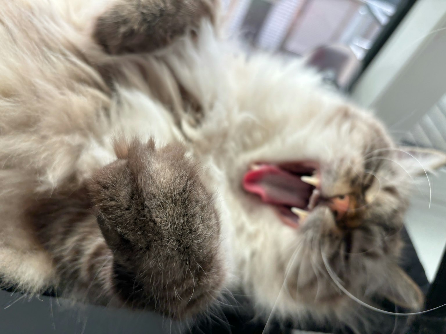 Un gato relajado bostezando con las patas arriba