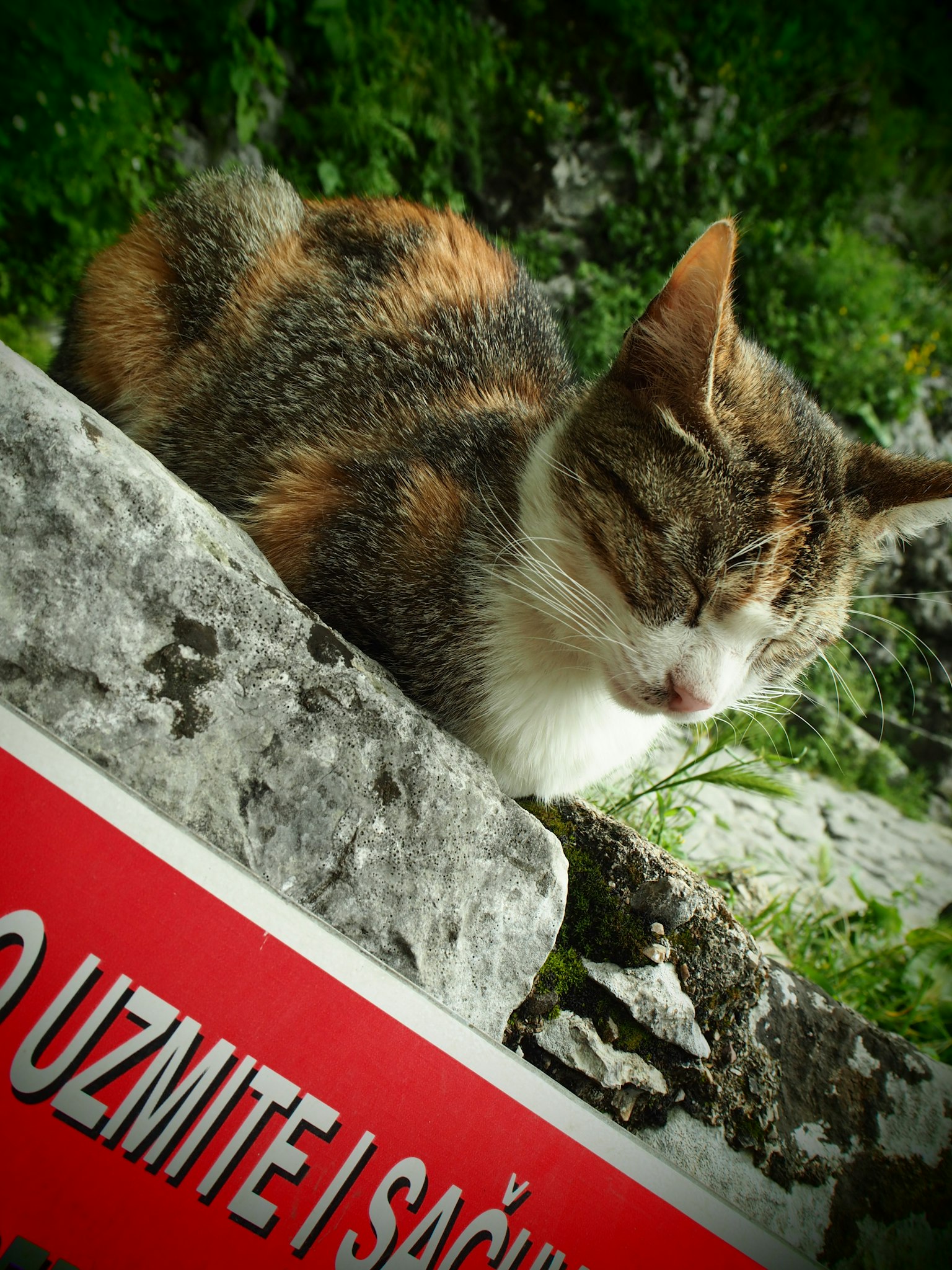 Un gatto calico che dorme su una pietra con sfondo verde e un cartello rosso