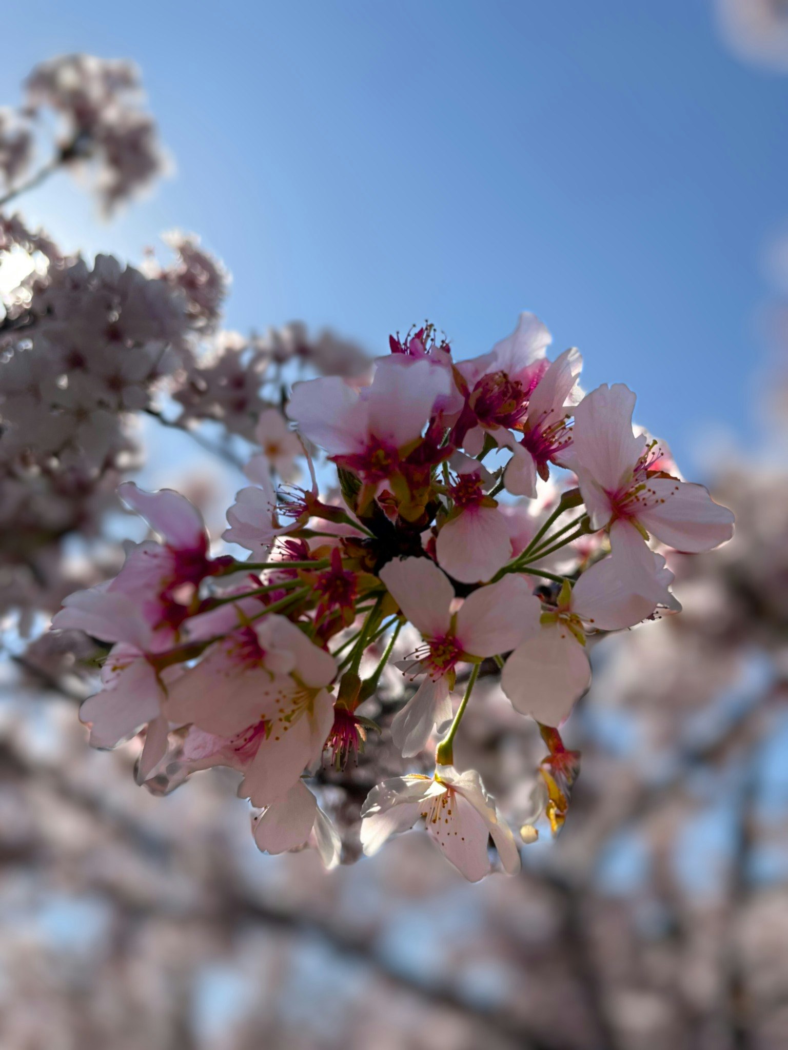 Close-up of cherry blossoms against a blue sky pink and white petals