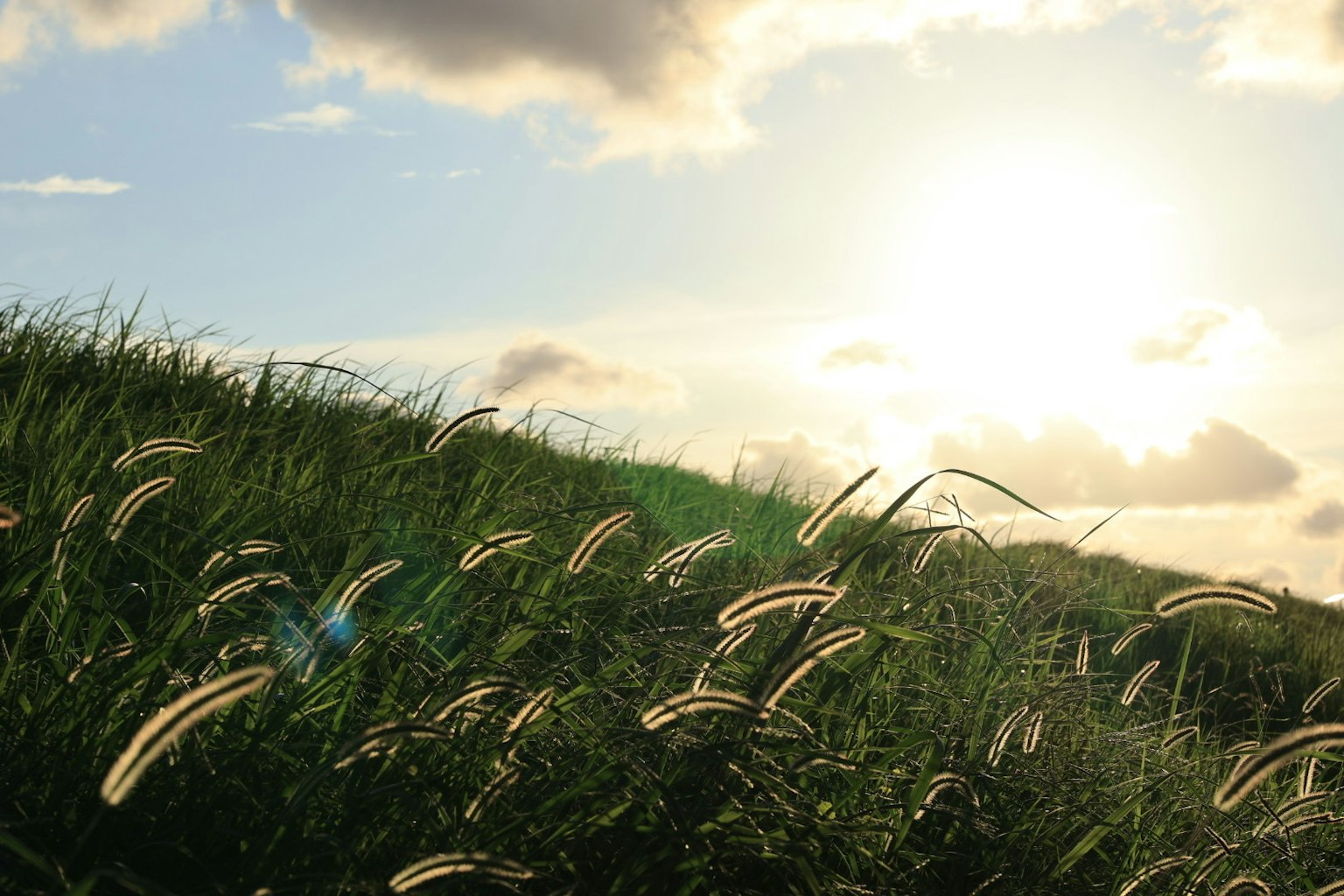 Landscape of a grassy hill with sunlight shining and swaying grass