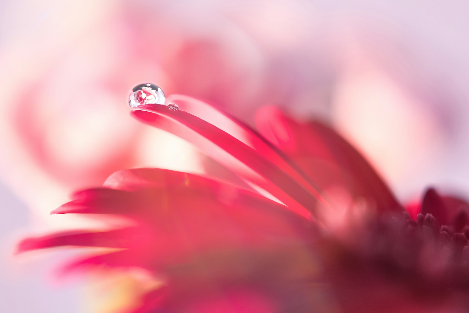 鮮豔紅花瓣上的水滴特寫