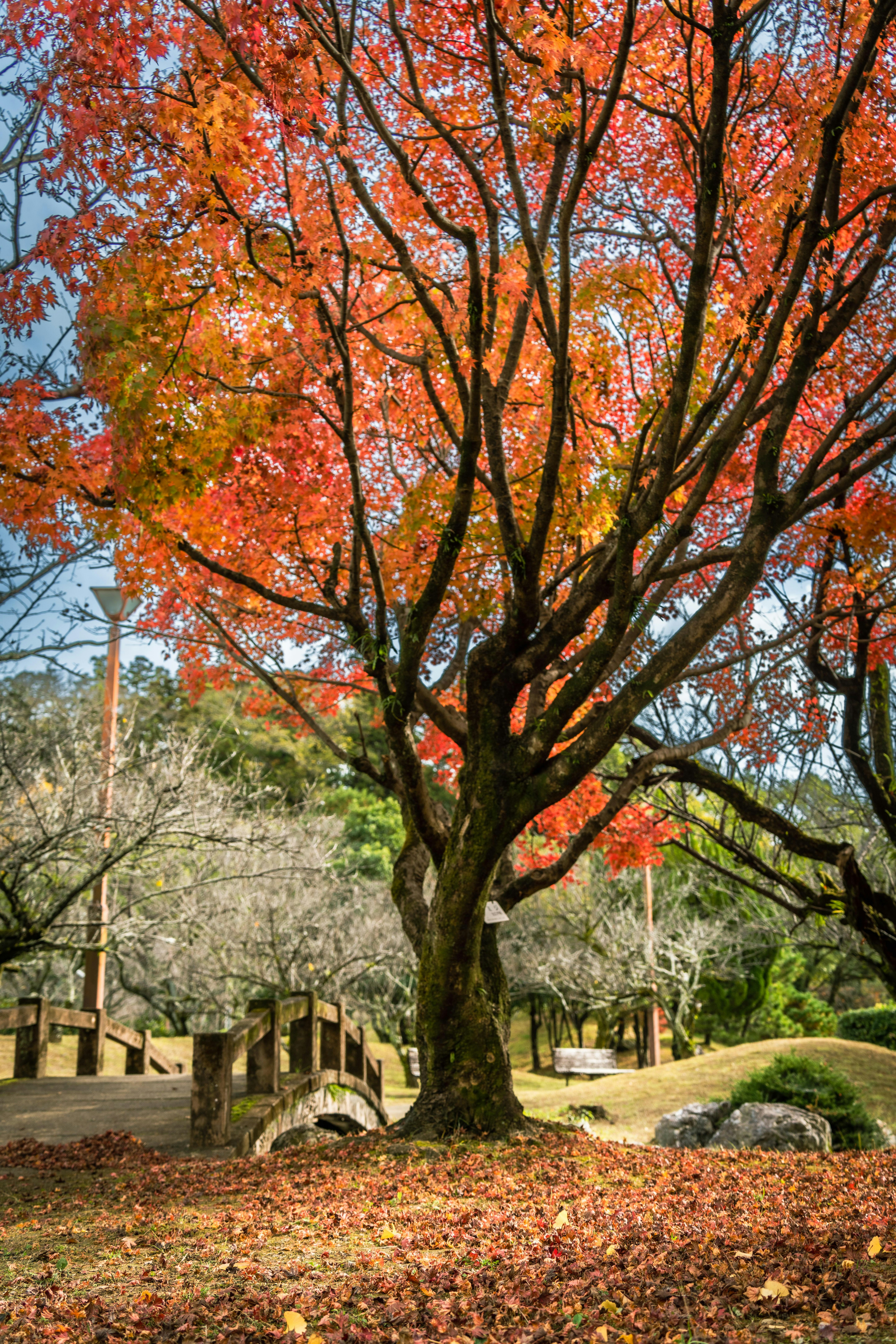 秋の紅葉が美しい公園の風景赤い葉を持つ木々と石の橋
