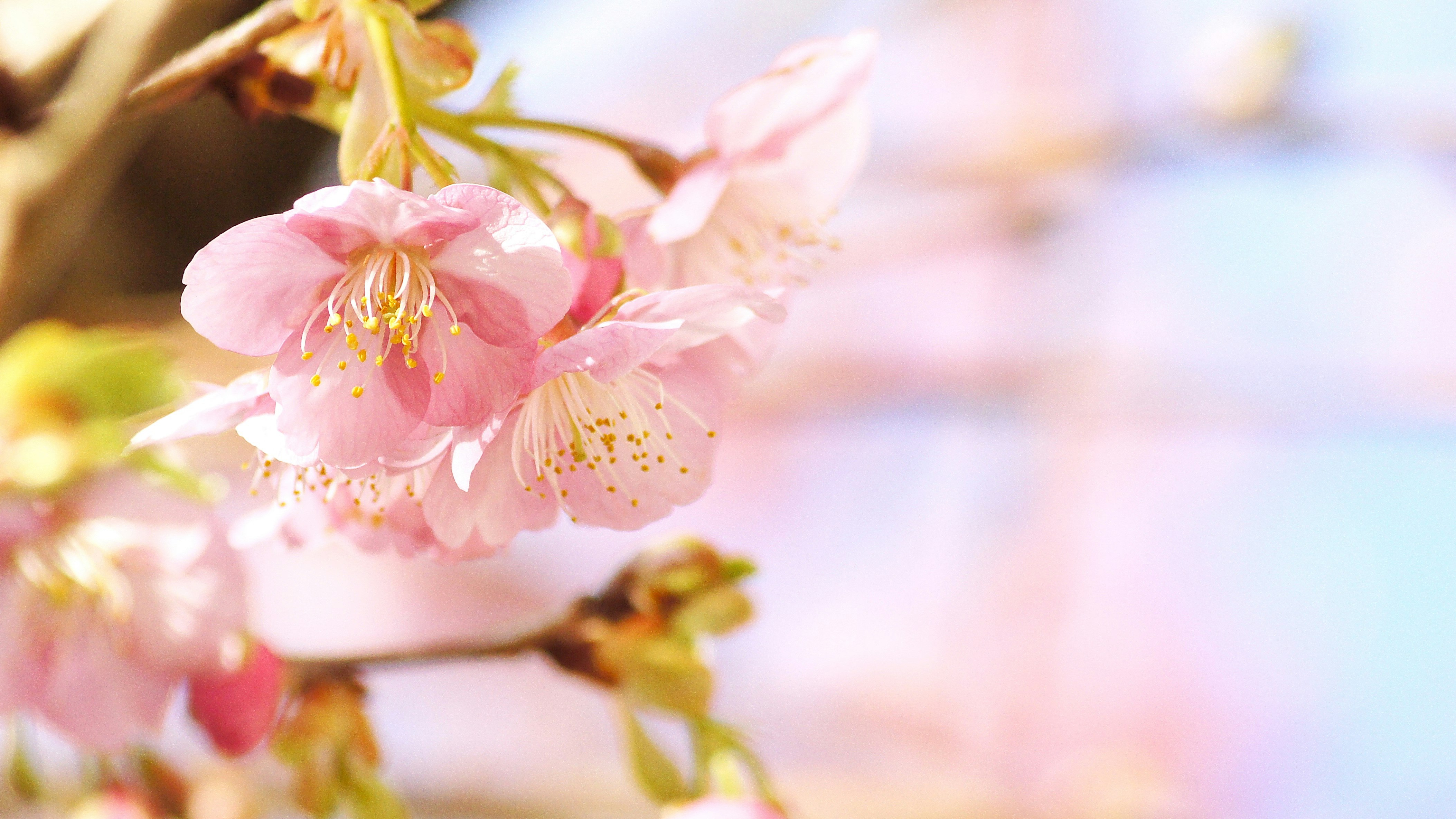 close-up bunga persik berwarna pink lembut