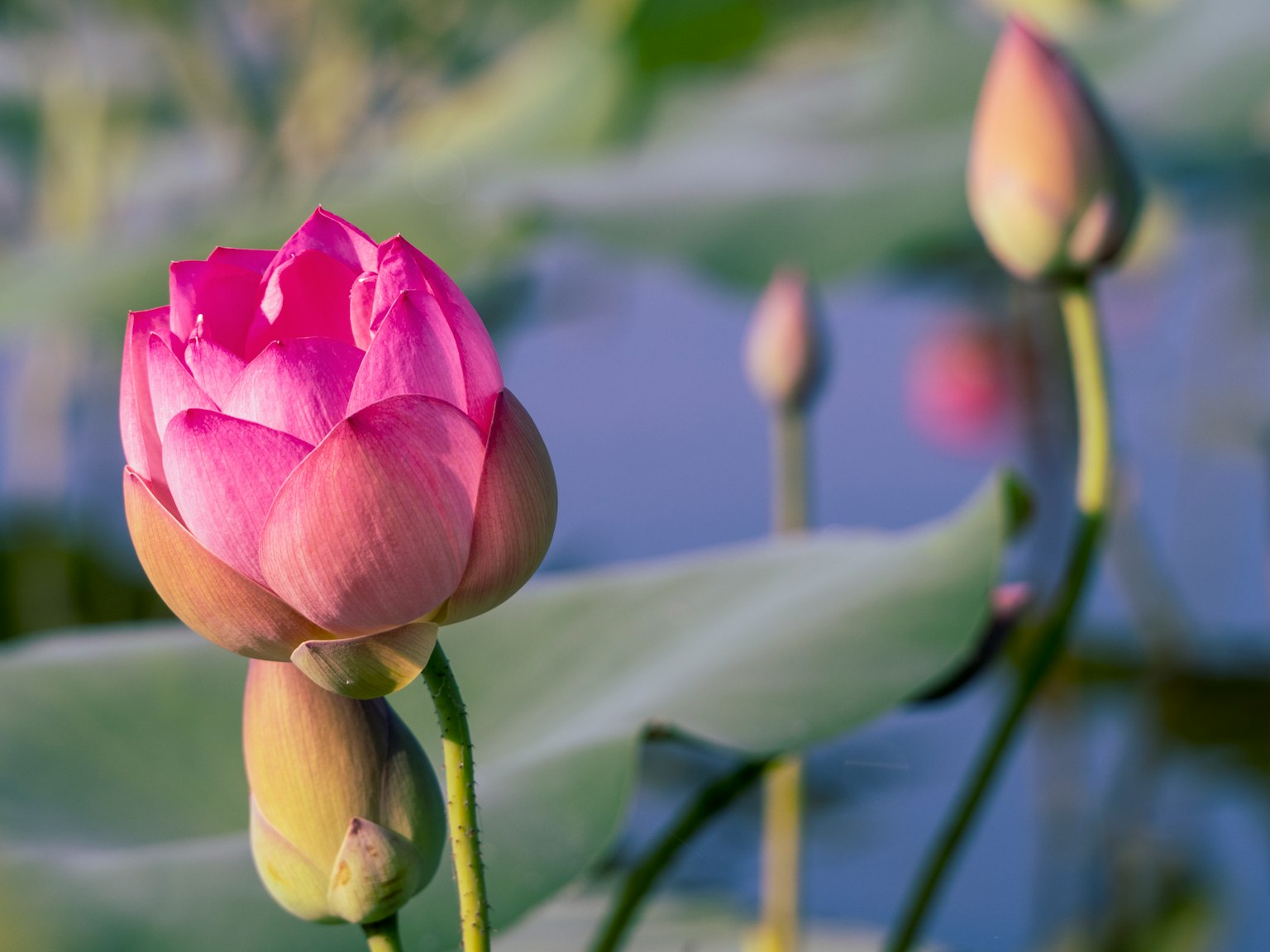 A beautiful pink lotus flower with buds floating on the water surface