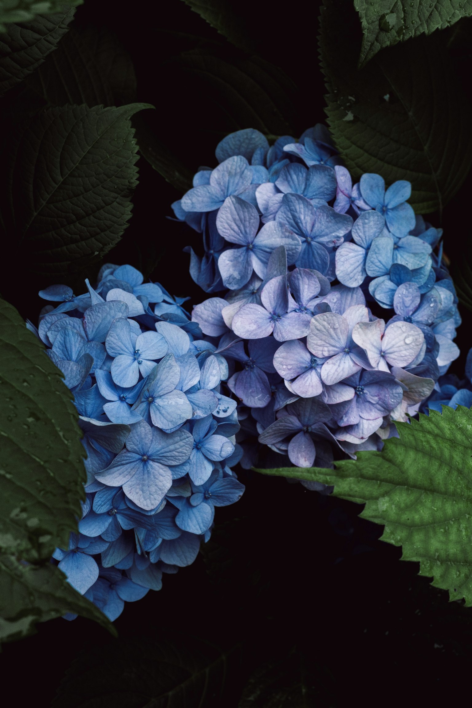Deux grappes de fleurs d'hortensia bleues entourées de feuilles vertes