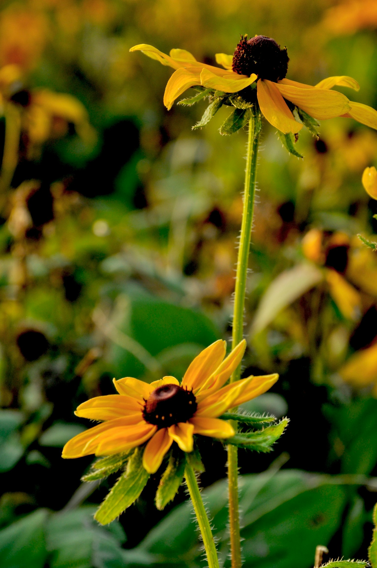 Sunflowers with yellow petals blooming in a field