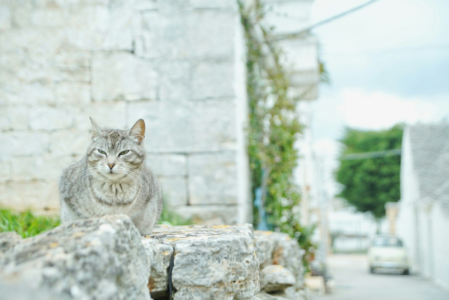 坐在石头上的灰色猫与安静的街道背景