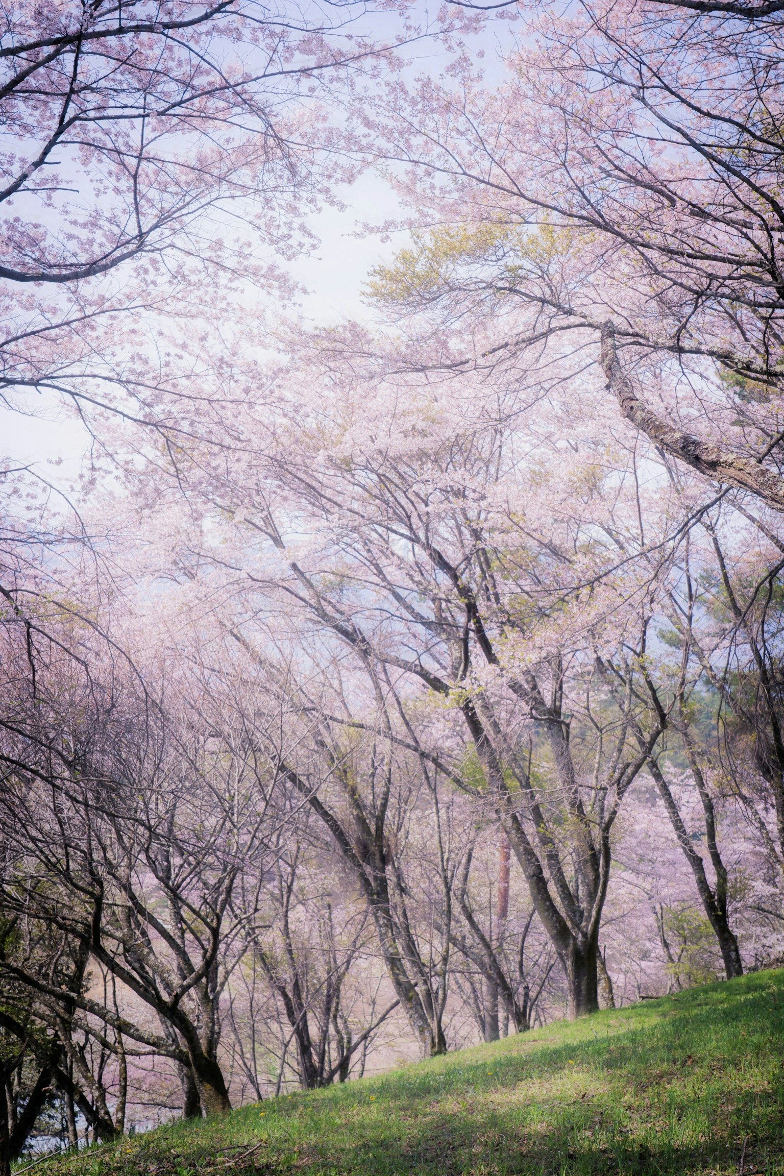 Landscape with cherry blossom trees featuring soft pink petals
