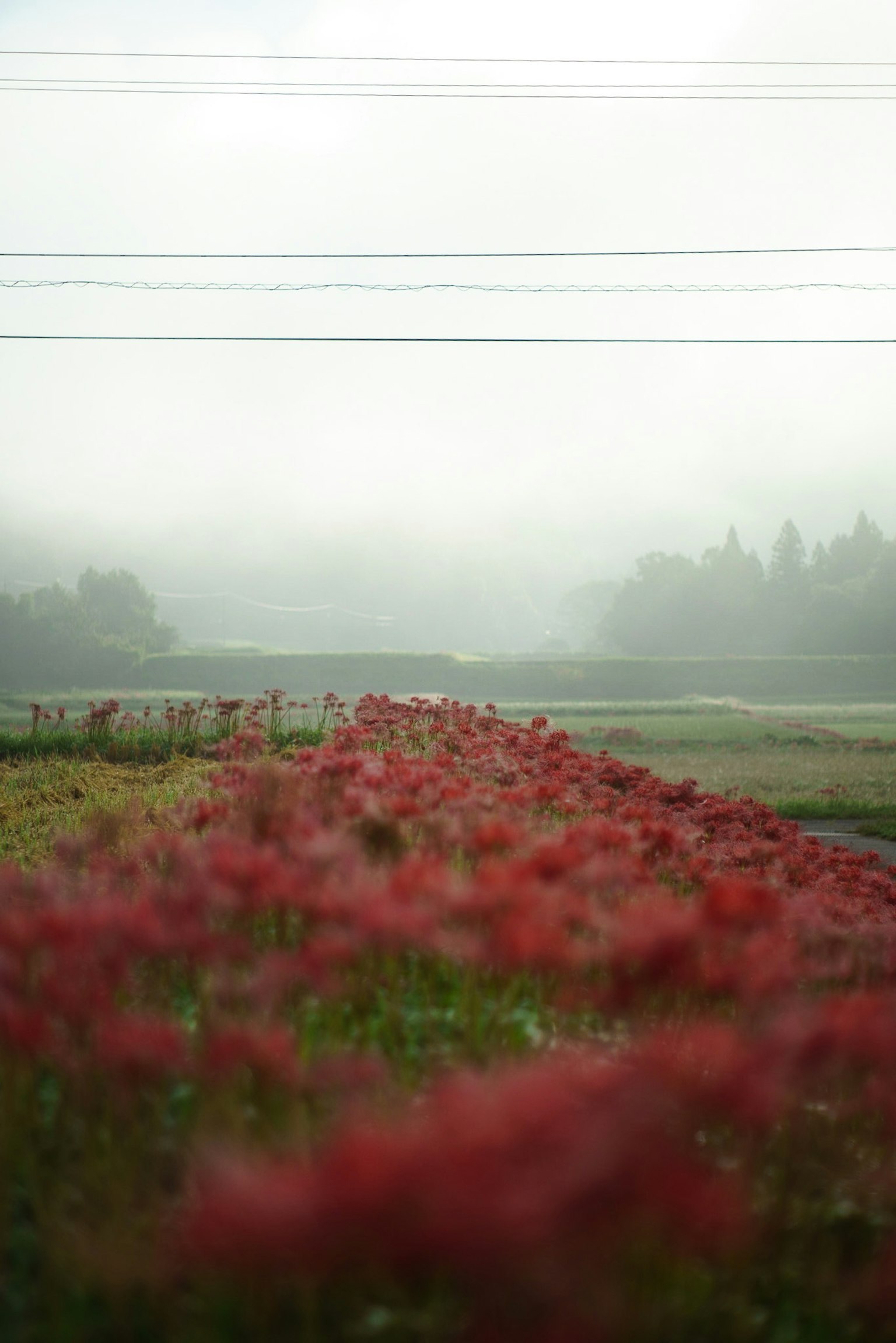 一片紅花在霧中漸漸消失的風景