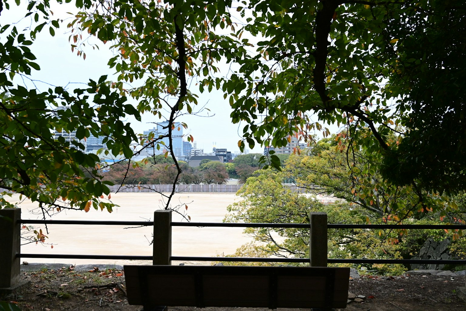 公園のベンチから見える川の景色 緑の木々に囲まれた静かな場所