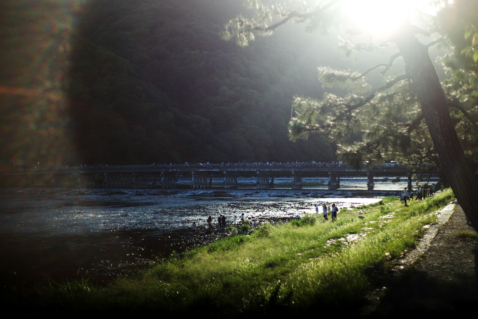 Scenic view of a riverbank with trees and sunlight