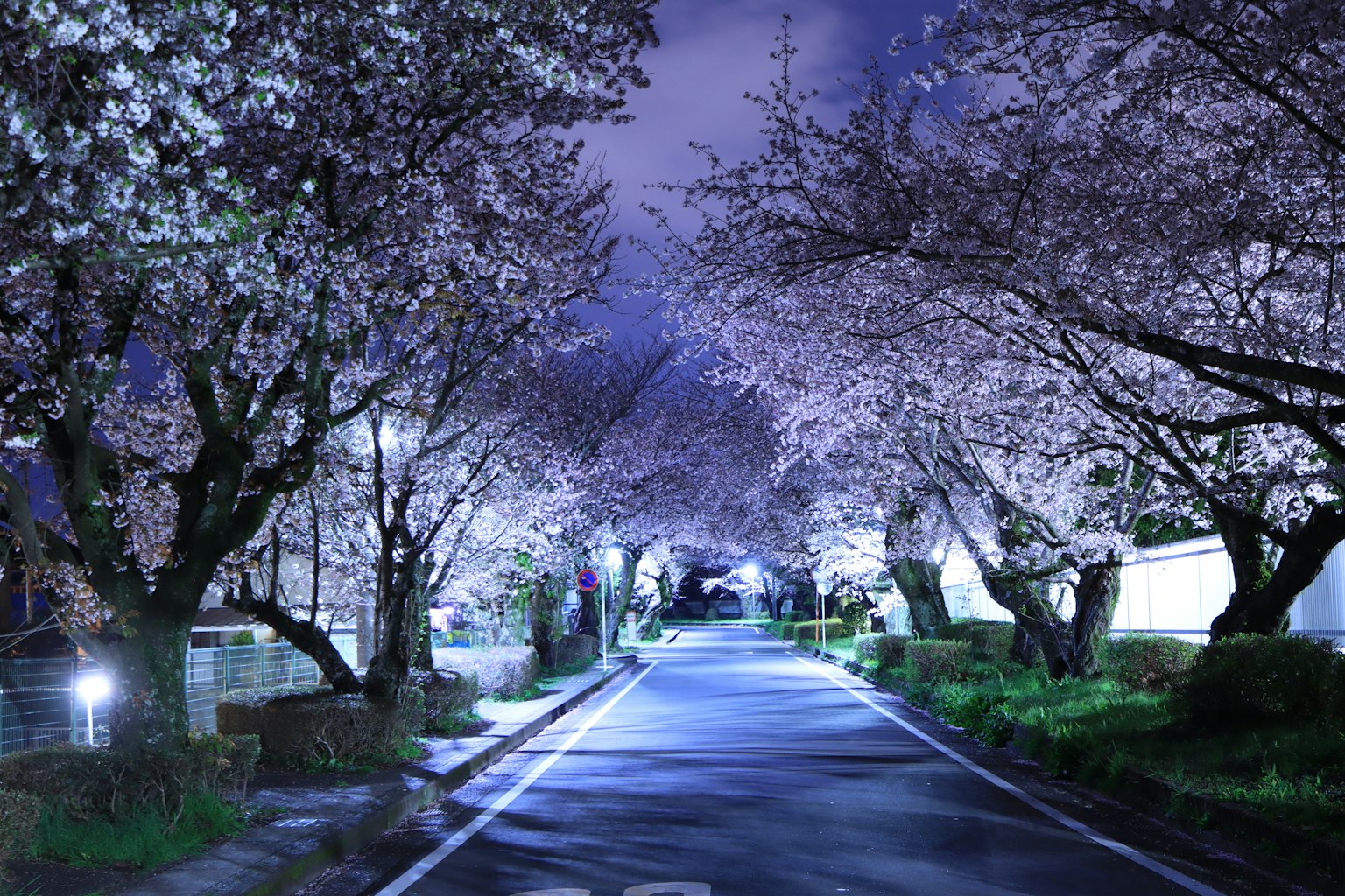 Jalan sakura yang indah di malam hari