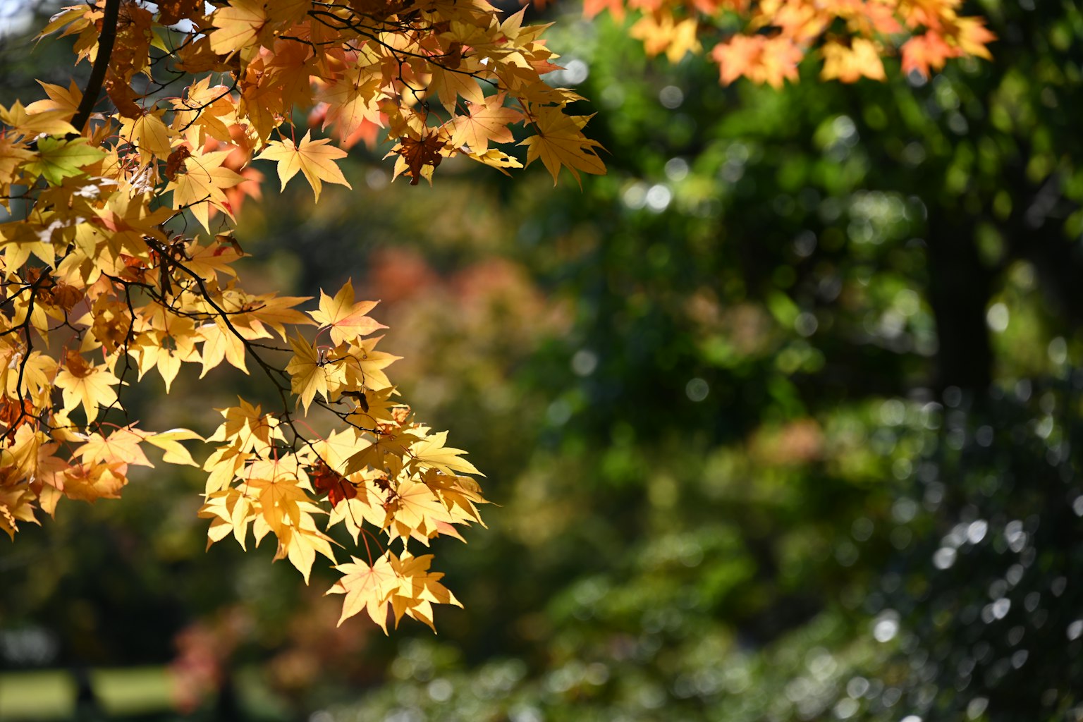 Gros plan sur des feuilles d'automne mettant en valeur des teintes jaunes et oranges vives