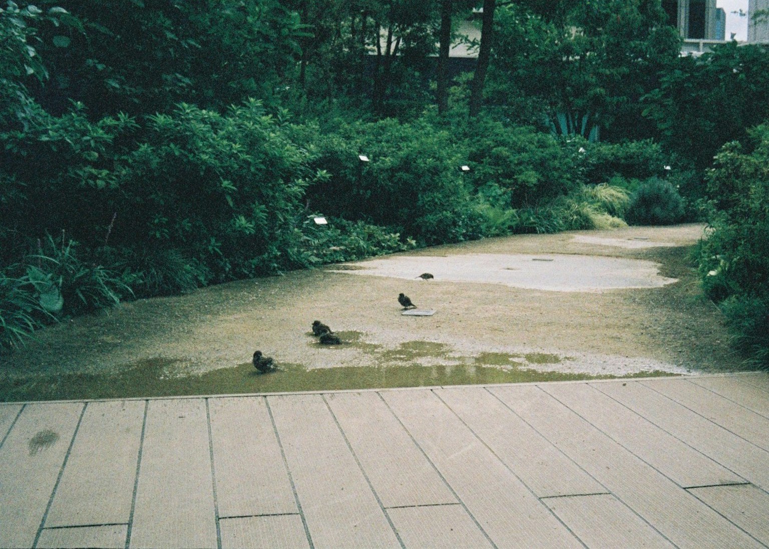 小鳥在郁郁蔥蔥的公園水邊