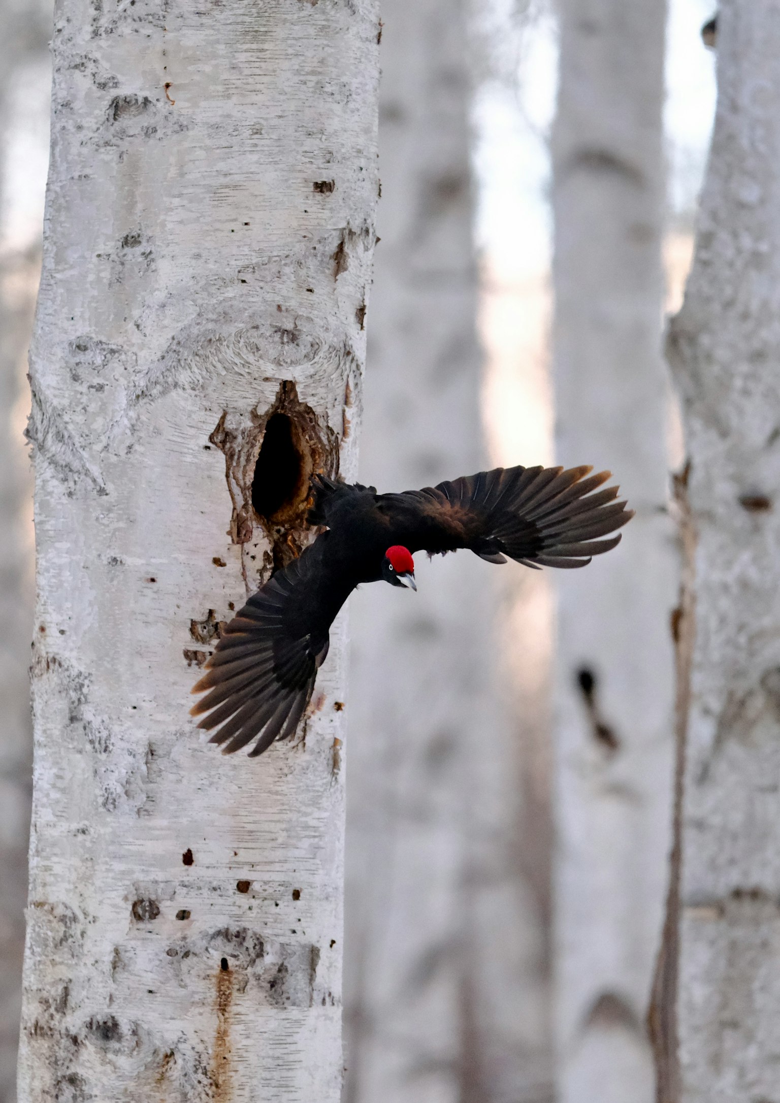 Un pájaro negro con cabeza roja volando desde un agujero de nido en un árbol de abedul