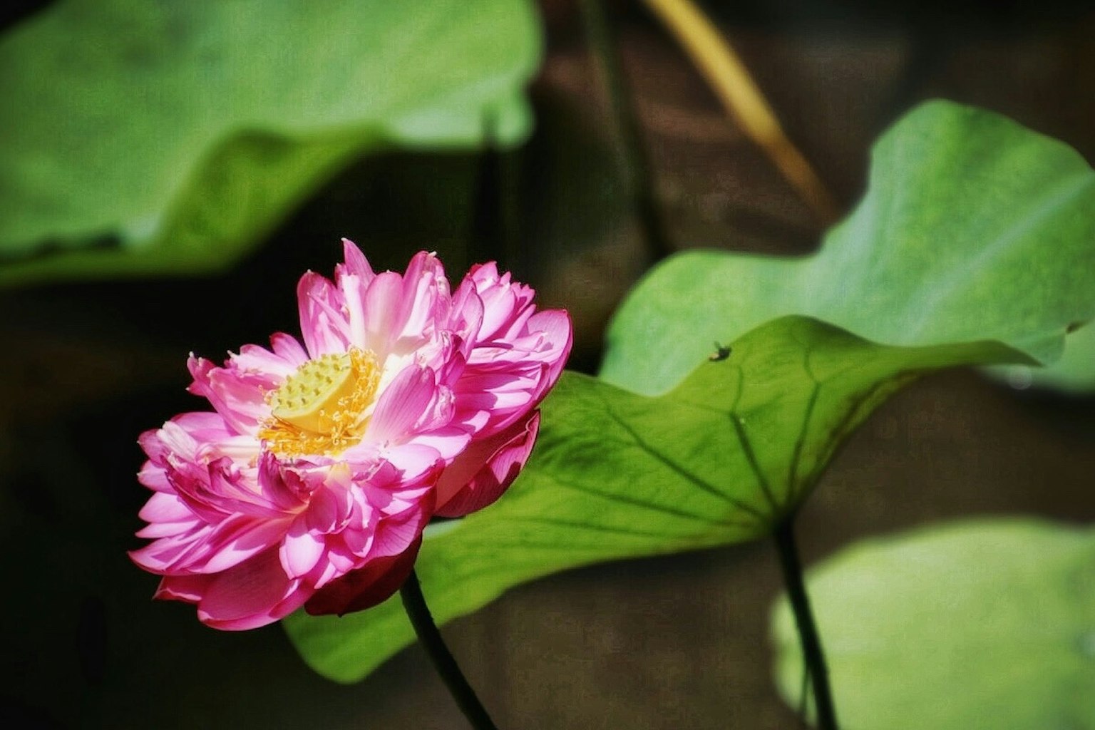 Schöne pinke Lotusblume mit grünen Blättern