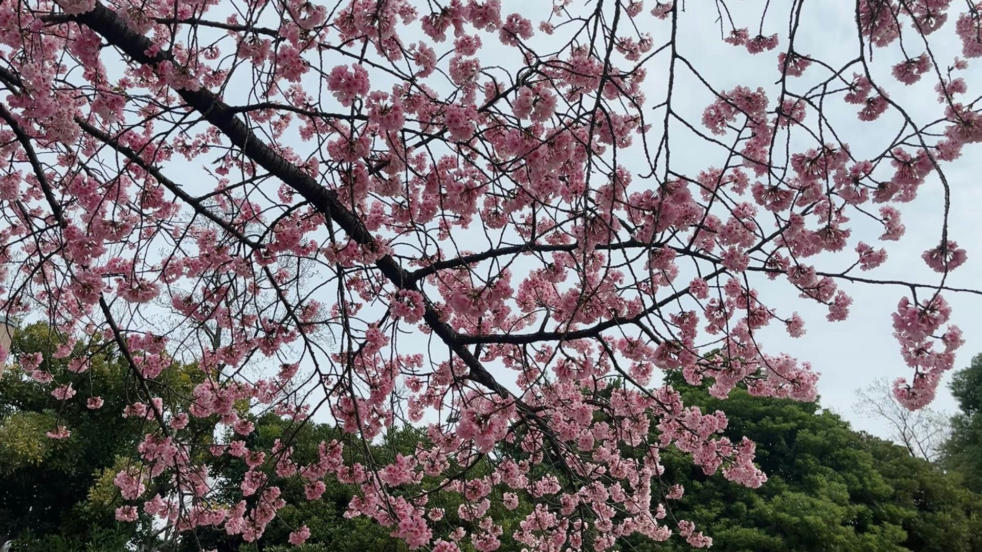 桜の花が枝に咲く春の木々の風景