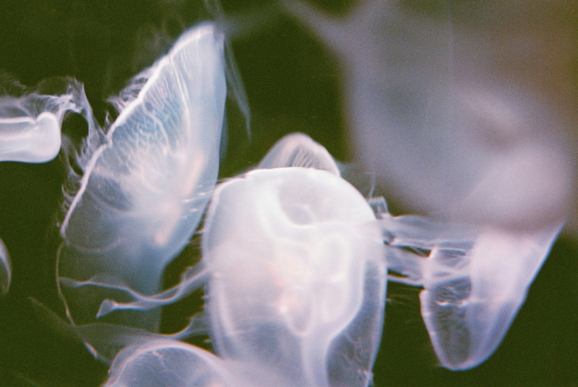 translucent bubble-like forms floating on water