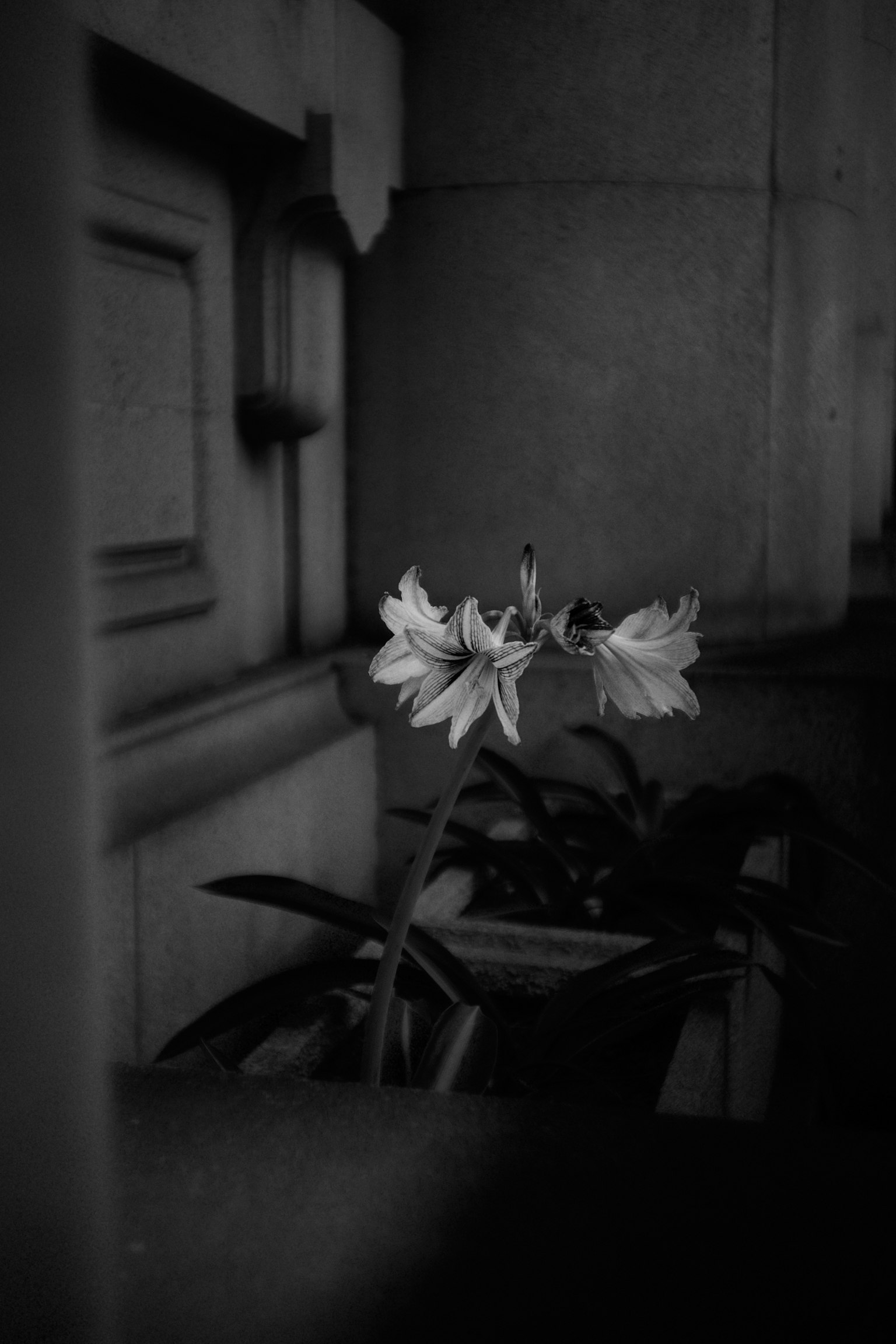 Gros plan de fleurs en fleurs sur fond noir et blanc