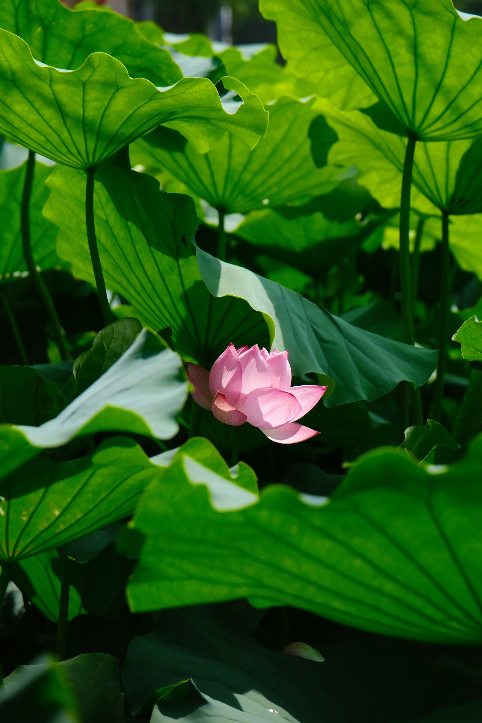 綠色葉子間盛開的粉紅色蓮花