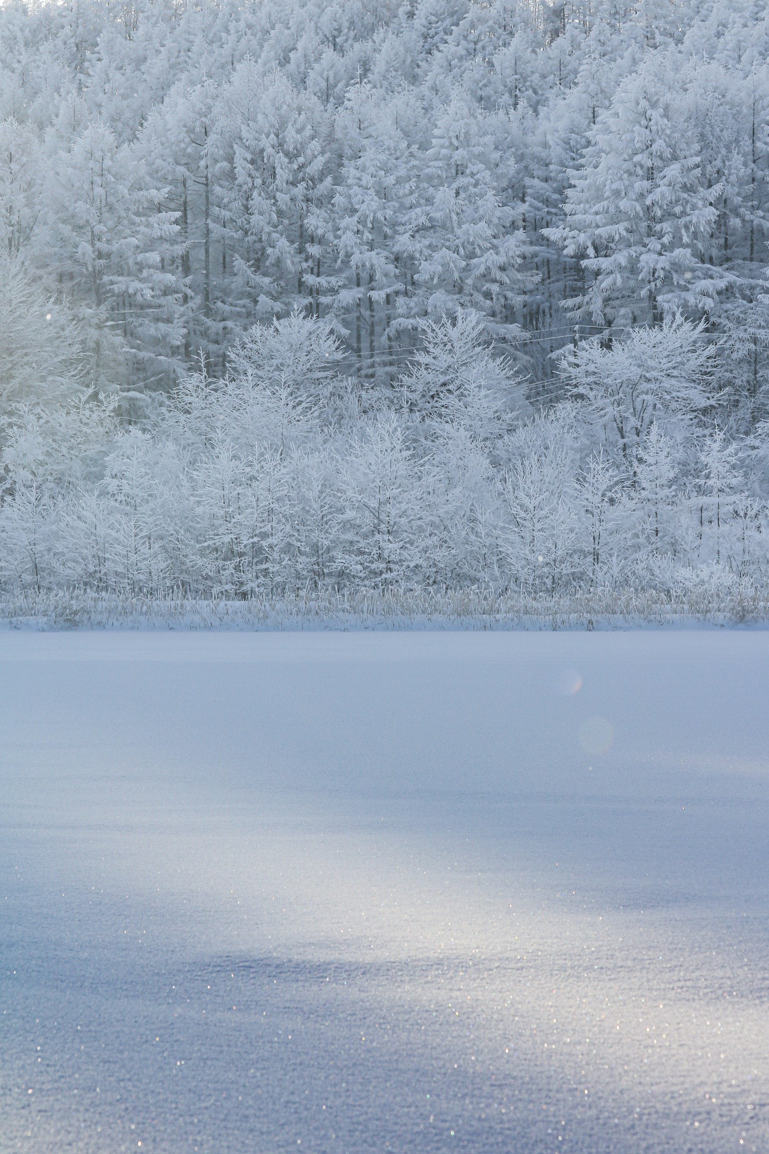 Paesaggio invernale con alberi coperti di neve e un lago calmo