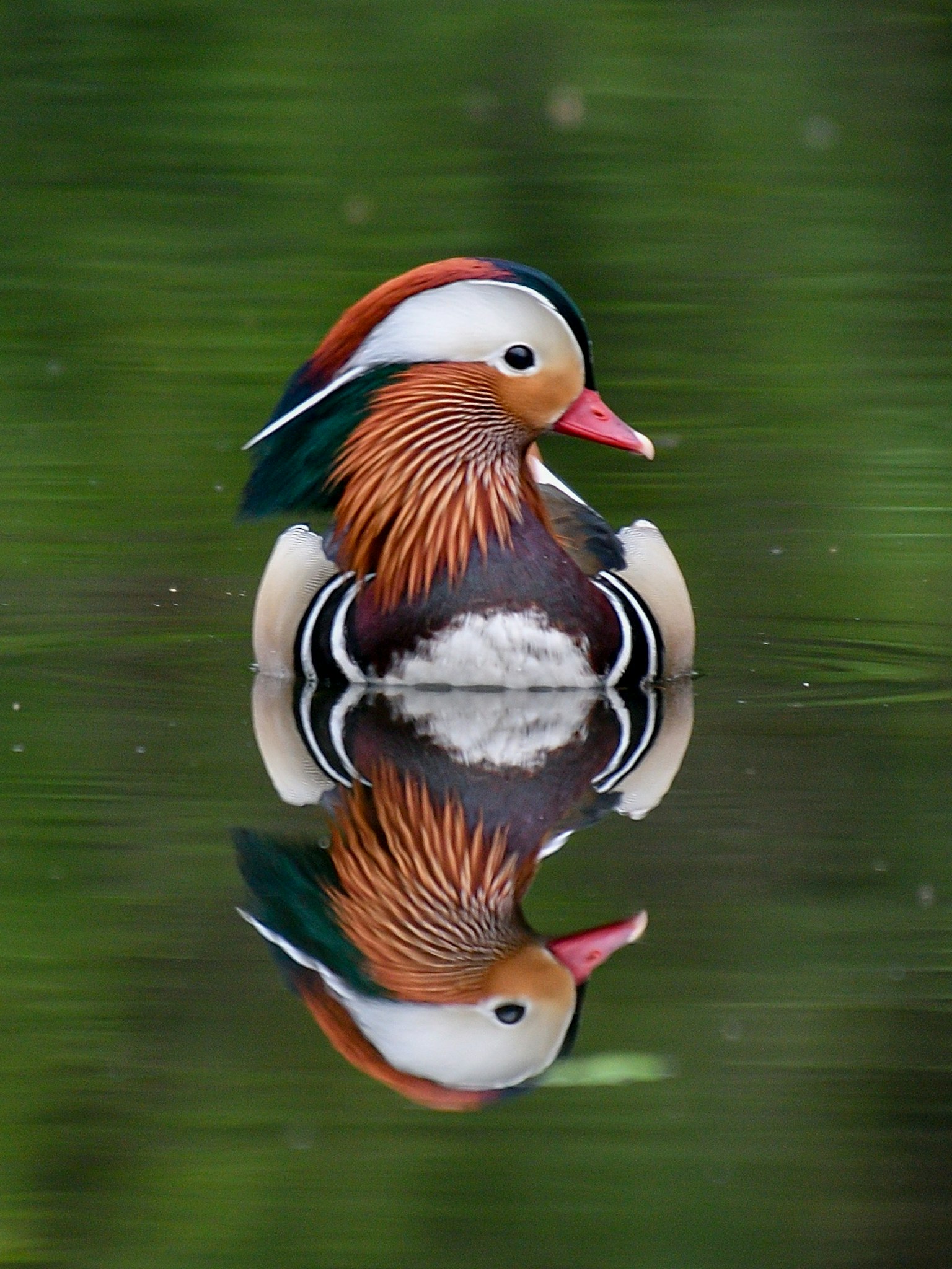Un bellissimo anatra mandarino che galleggia sull'acqua con il suo riflesso