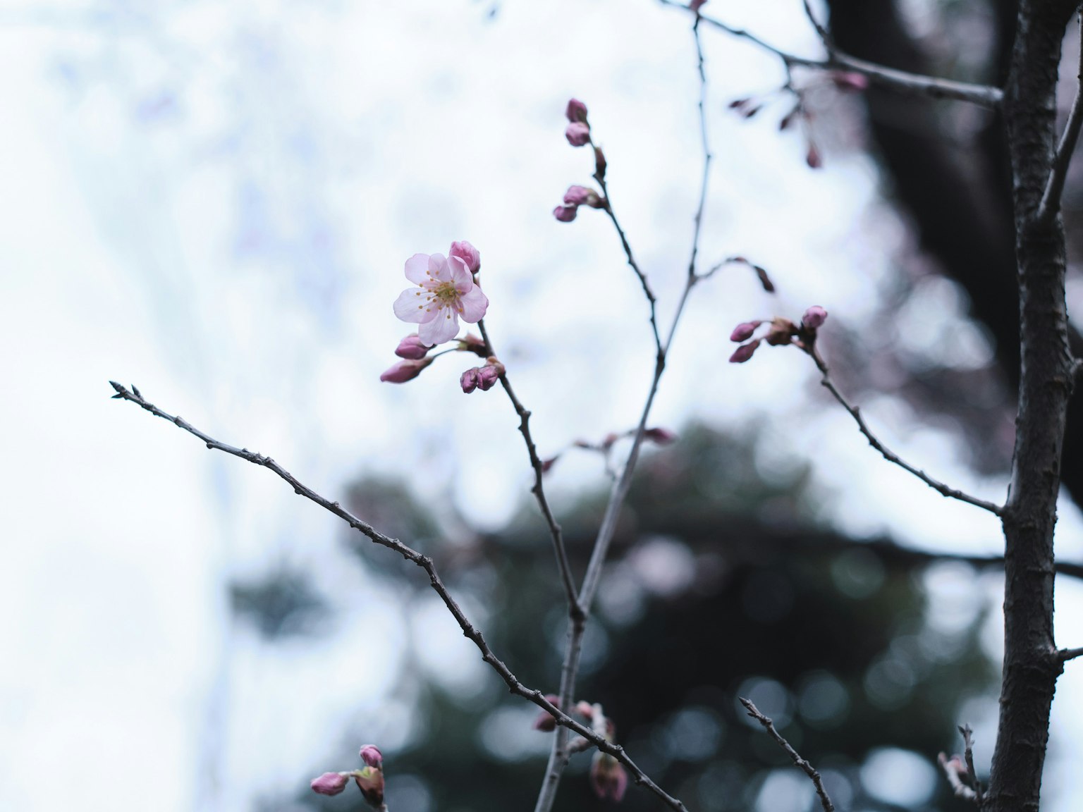 Fleurs de cerisier roses délicates et boutons sur une branche fine