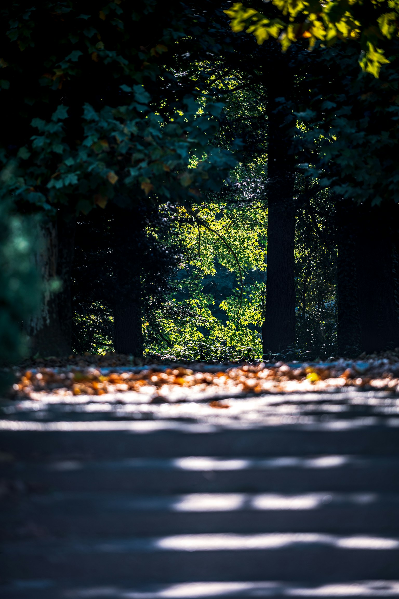 Scenic autumn pathway with green trees and scattered leaves