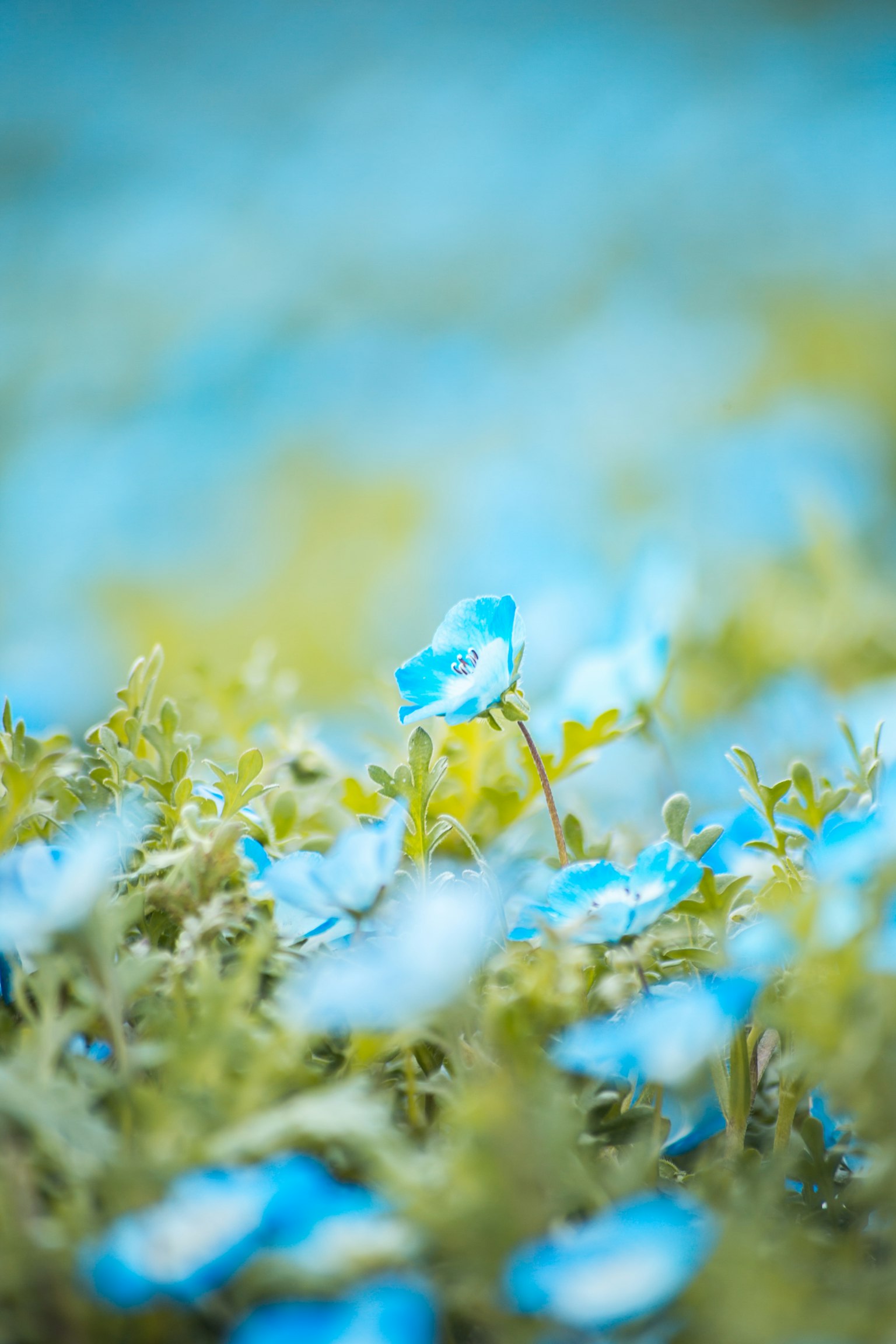 Campo di piccoli fiori blu con uno sfondo verde morbido