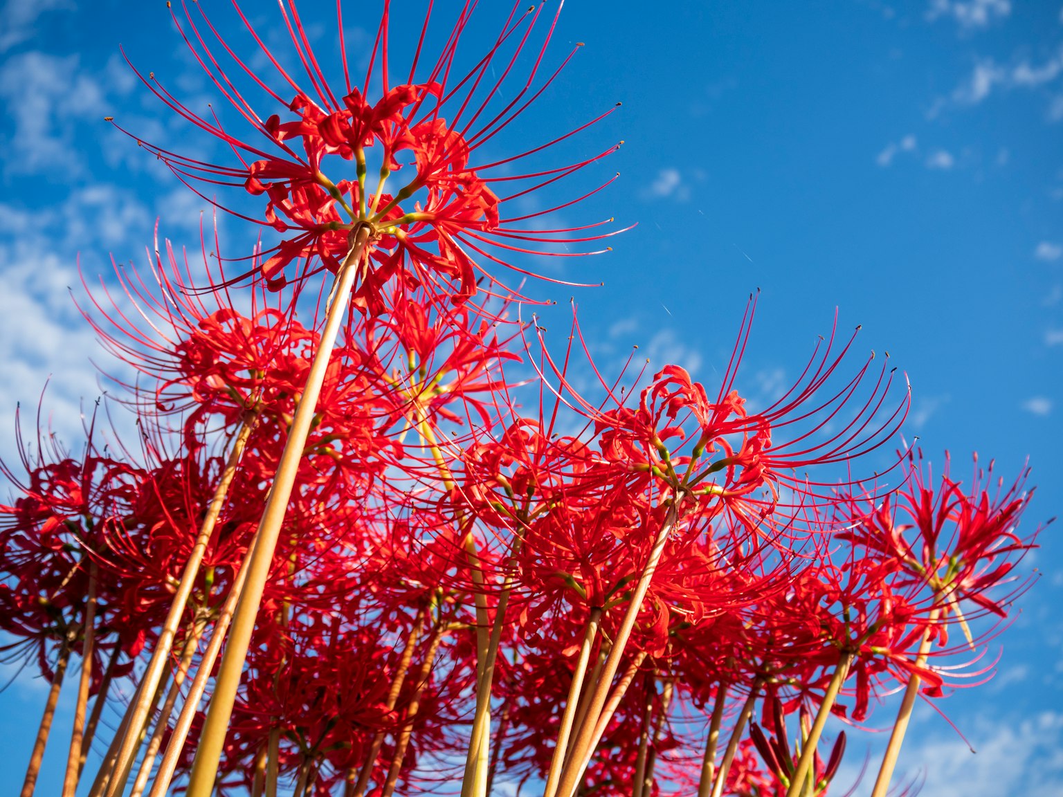 Groupe de lys araignées rouges vives sous un ciel bleu