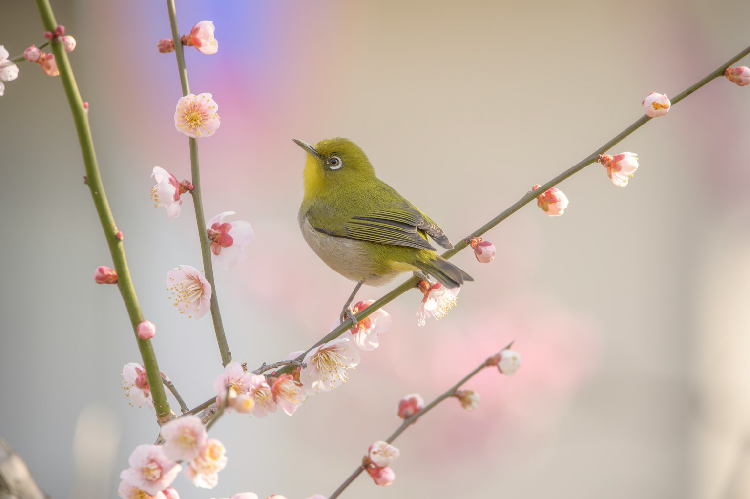 A small green bird perched on a cherry blossom branch