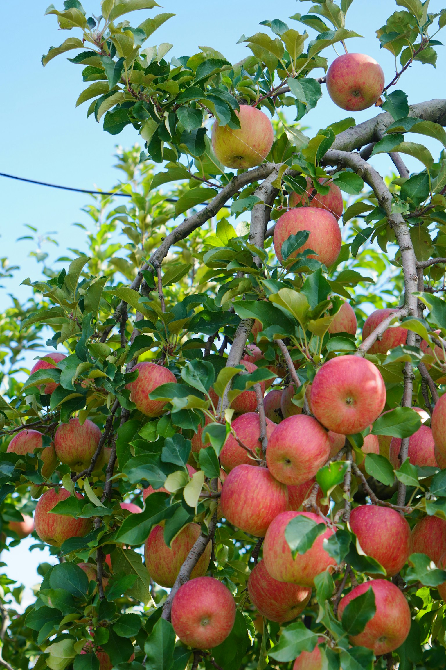 A branch of an apple tree laden with ripe red apples