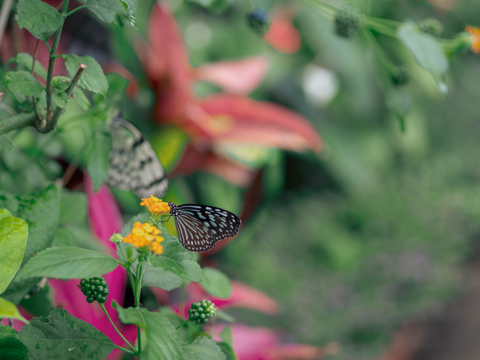 Bunga berwarna-warni dengan kupu-kupu di atasnya