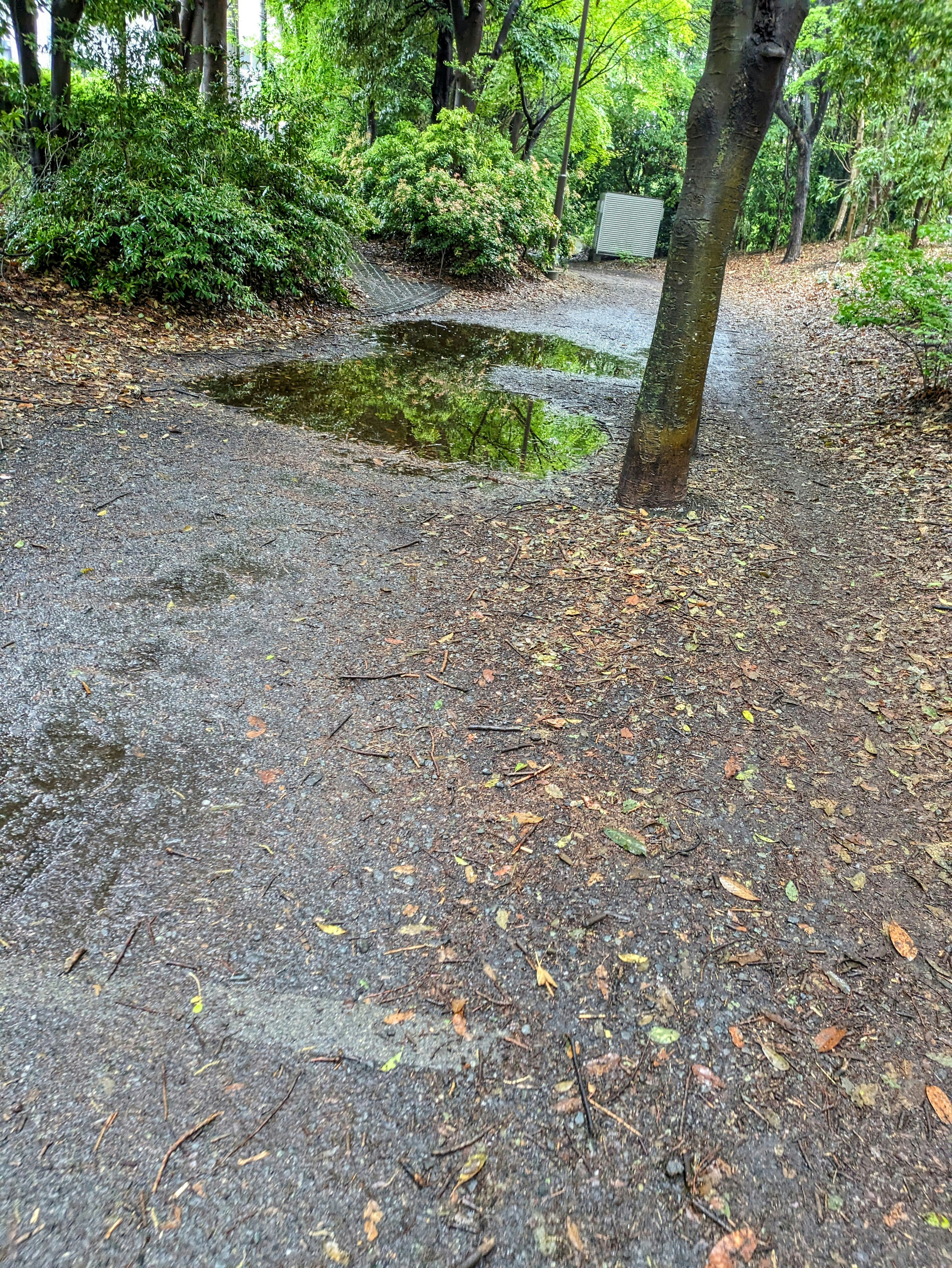 木々の反射が映る水溜まりのある山道