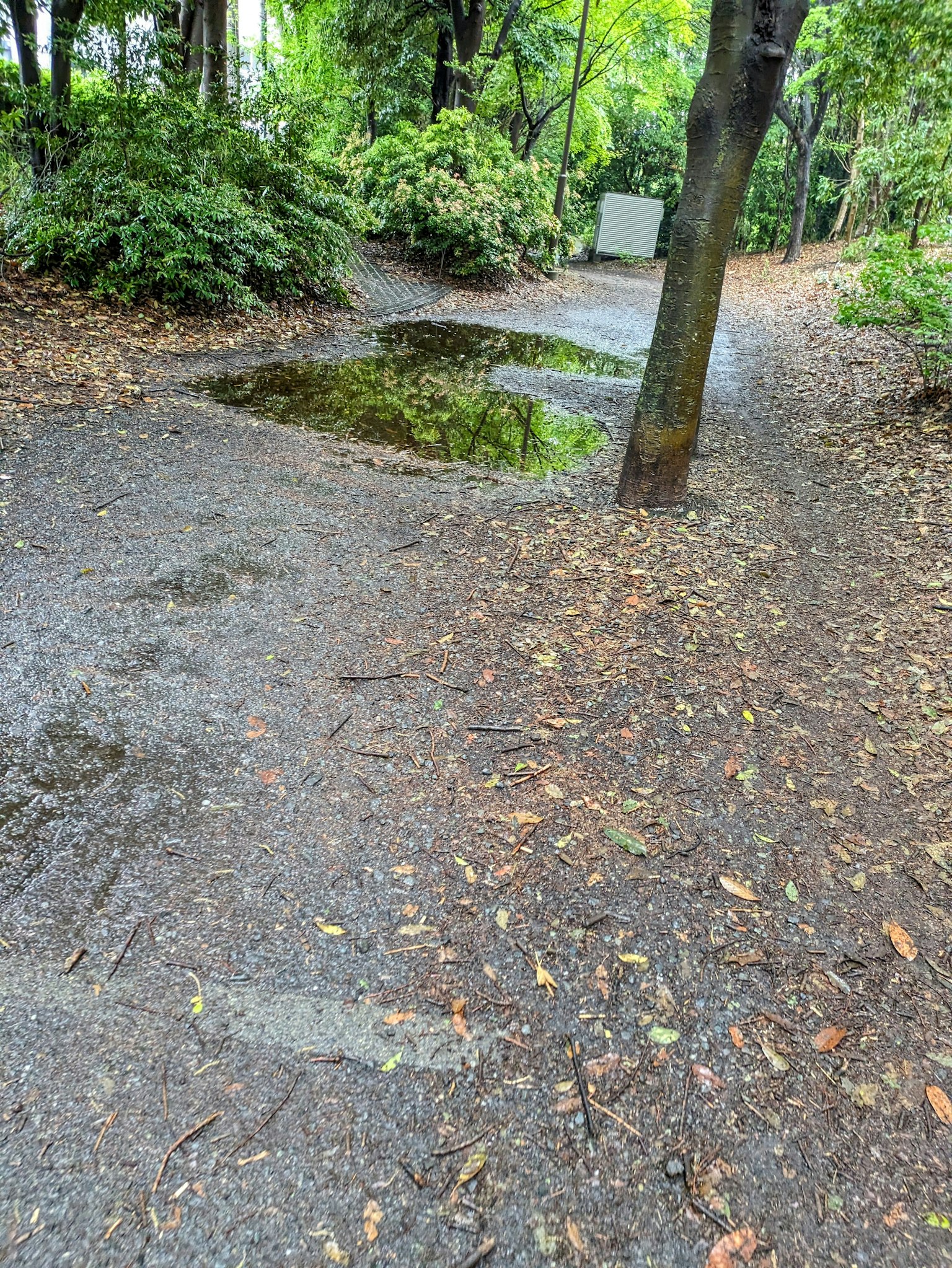 Chemin dans un parc verdoyant avec des flaques d'eau et des feuilles éparpillées