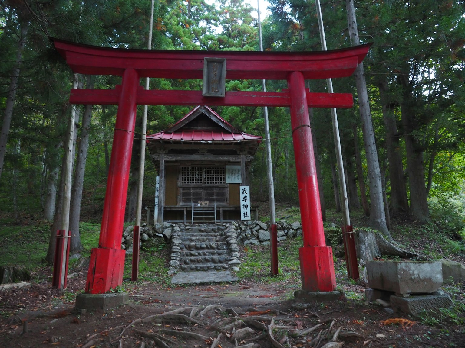 森林環境中的紅色鳥居和小神社