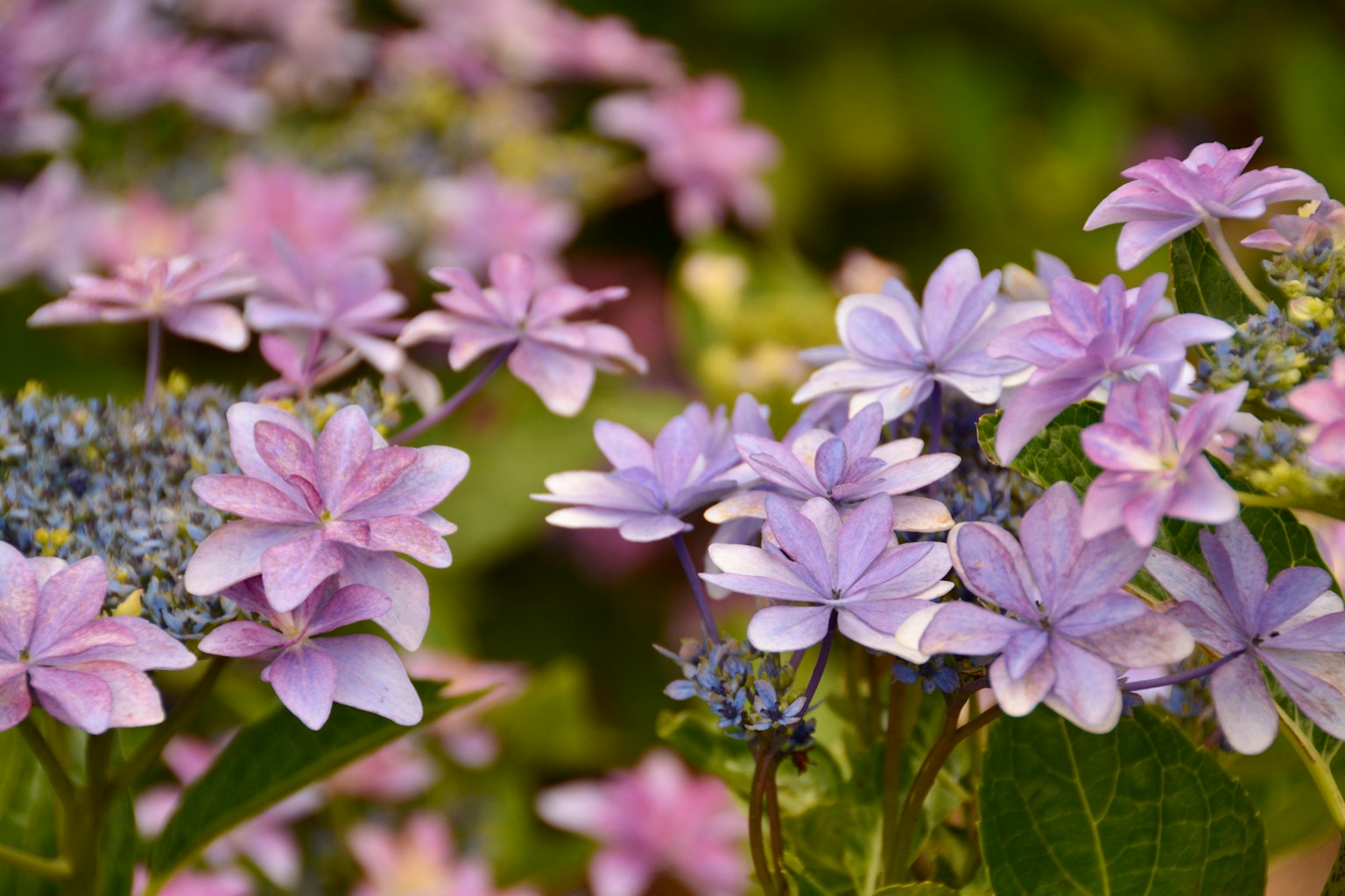 紫色の花が咲くハイドランジアのクローズアップ