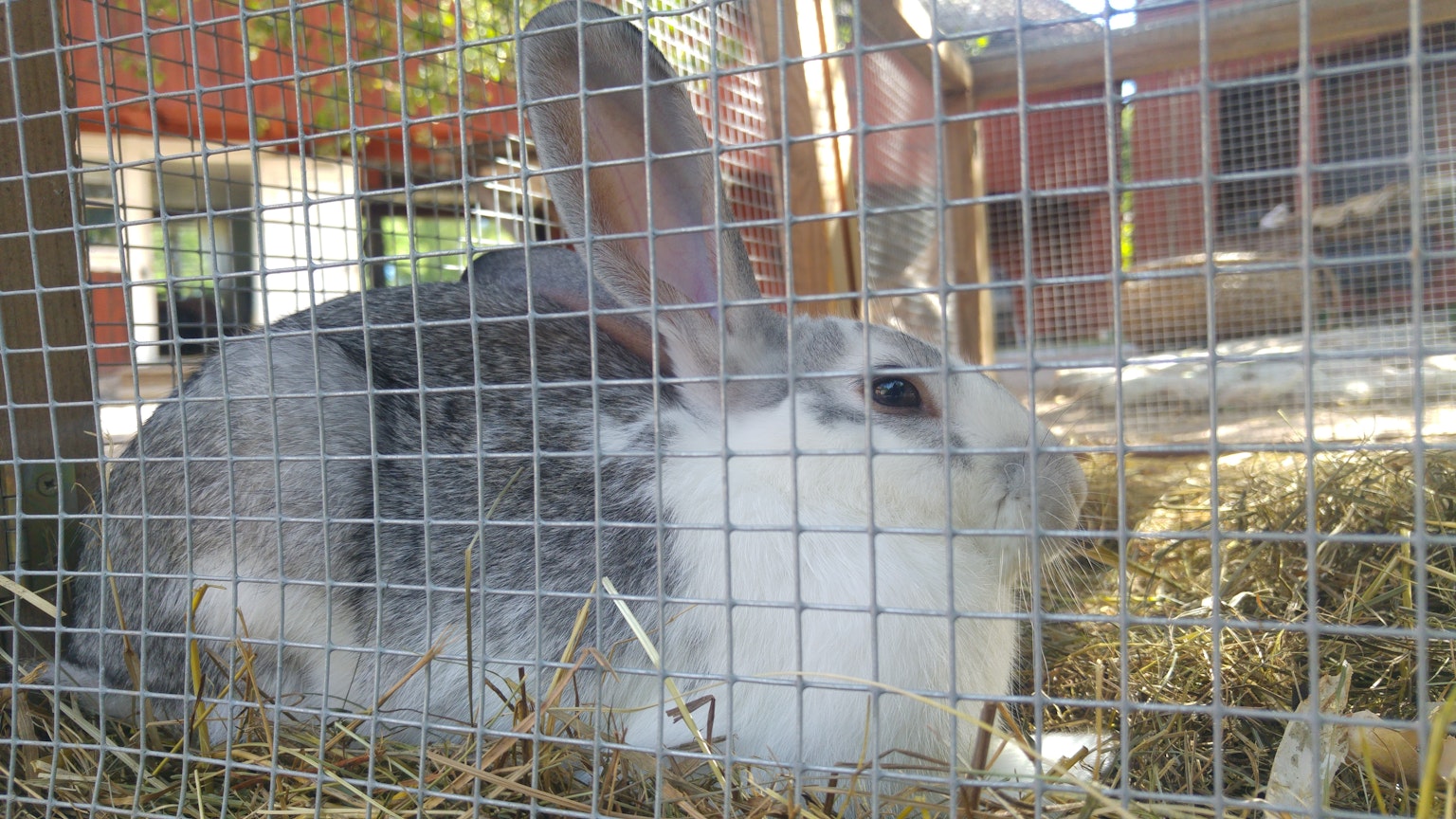 Gray and white rabbit lying on hay inside a cage