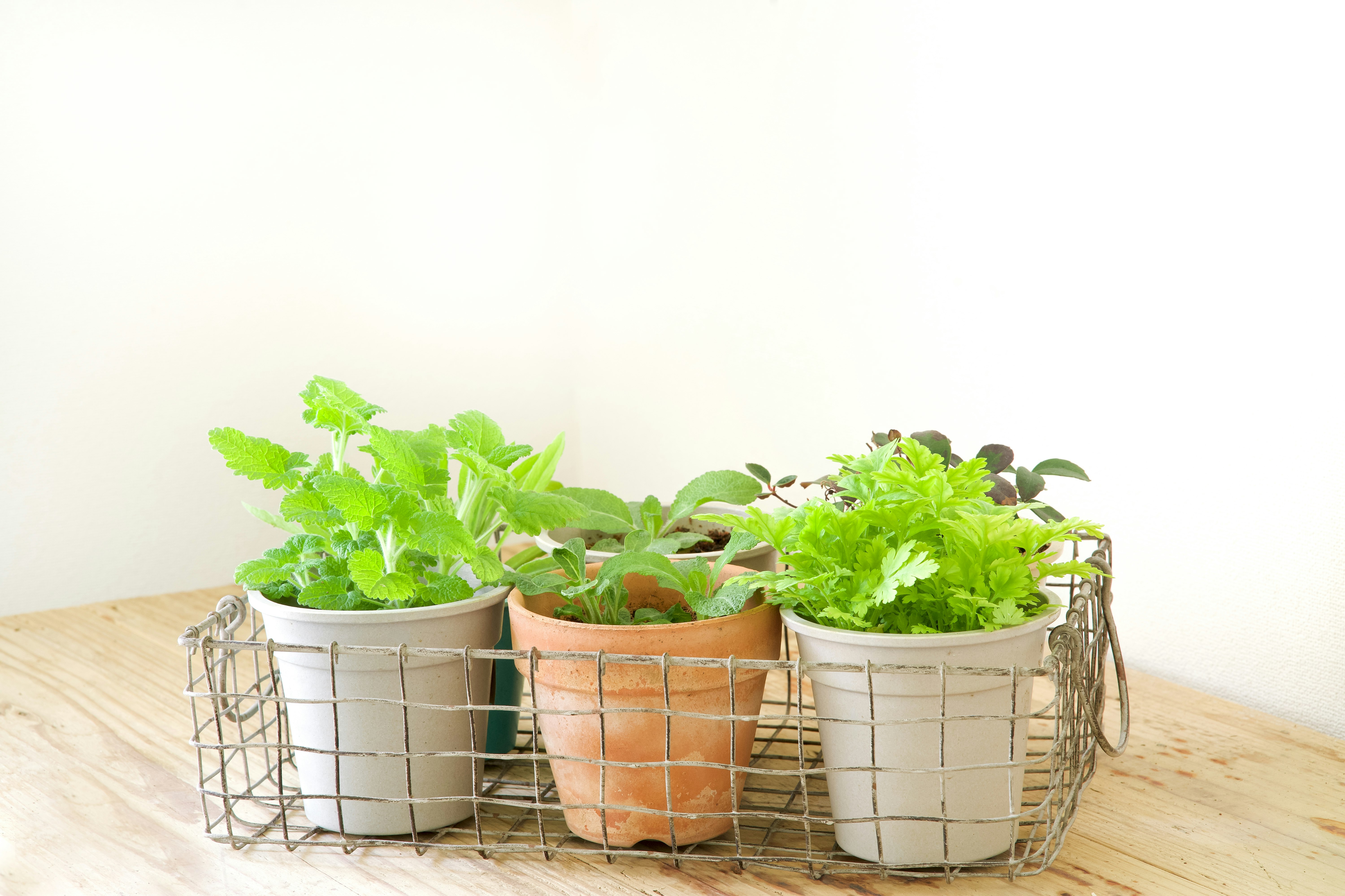 pot tanaman herbal tersusun di atas meja kayu
