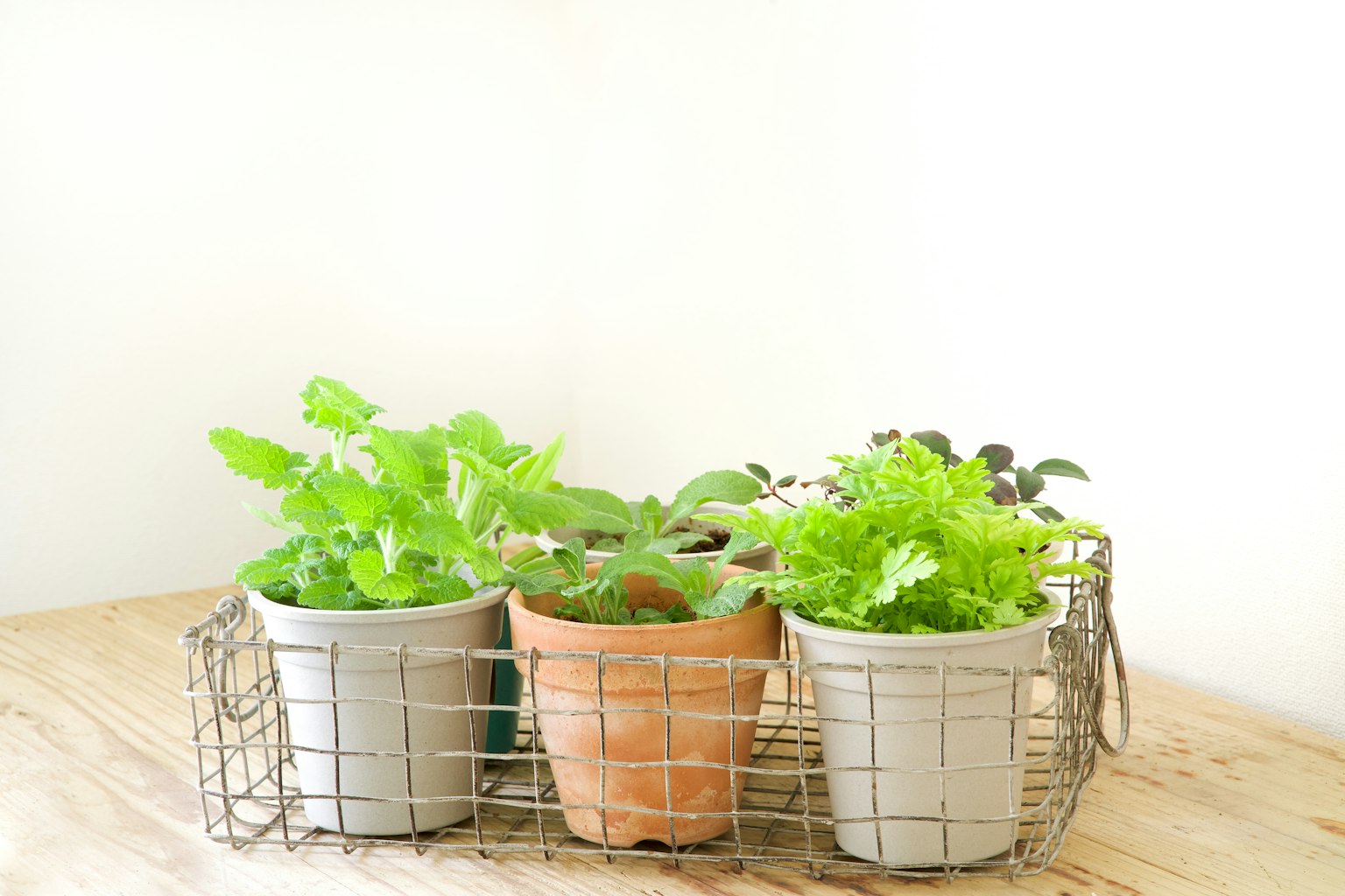 A wire basket holding potted green plants on a wooden surface