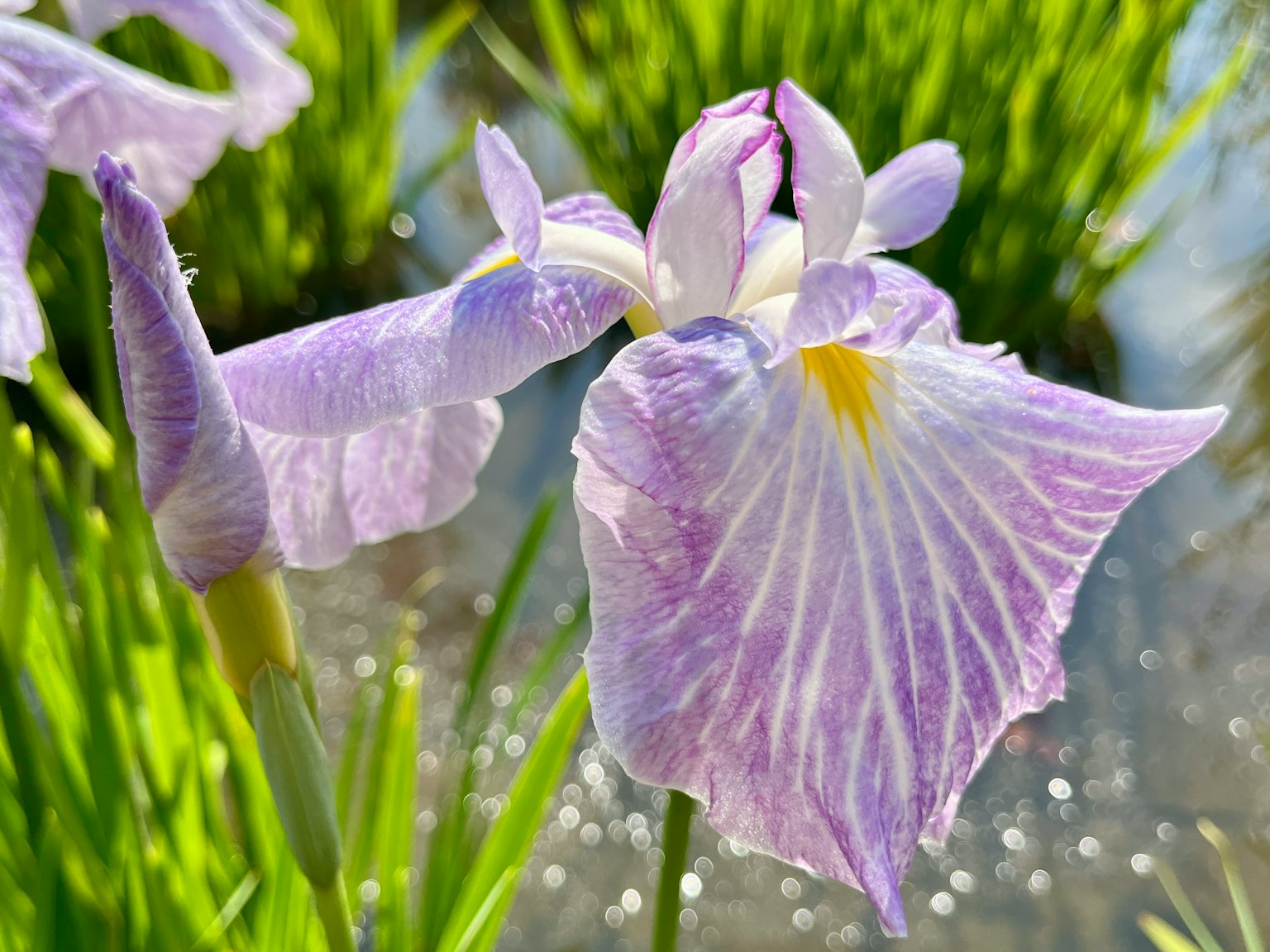 Flor de iris con pétalos morados pálidos floreciendo junto al agua
