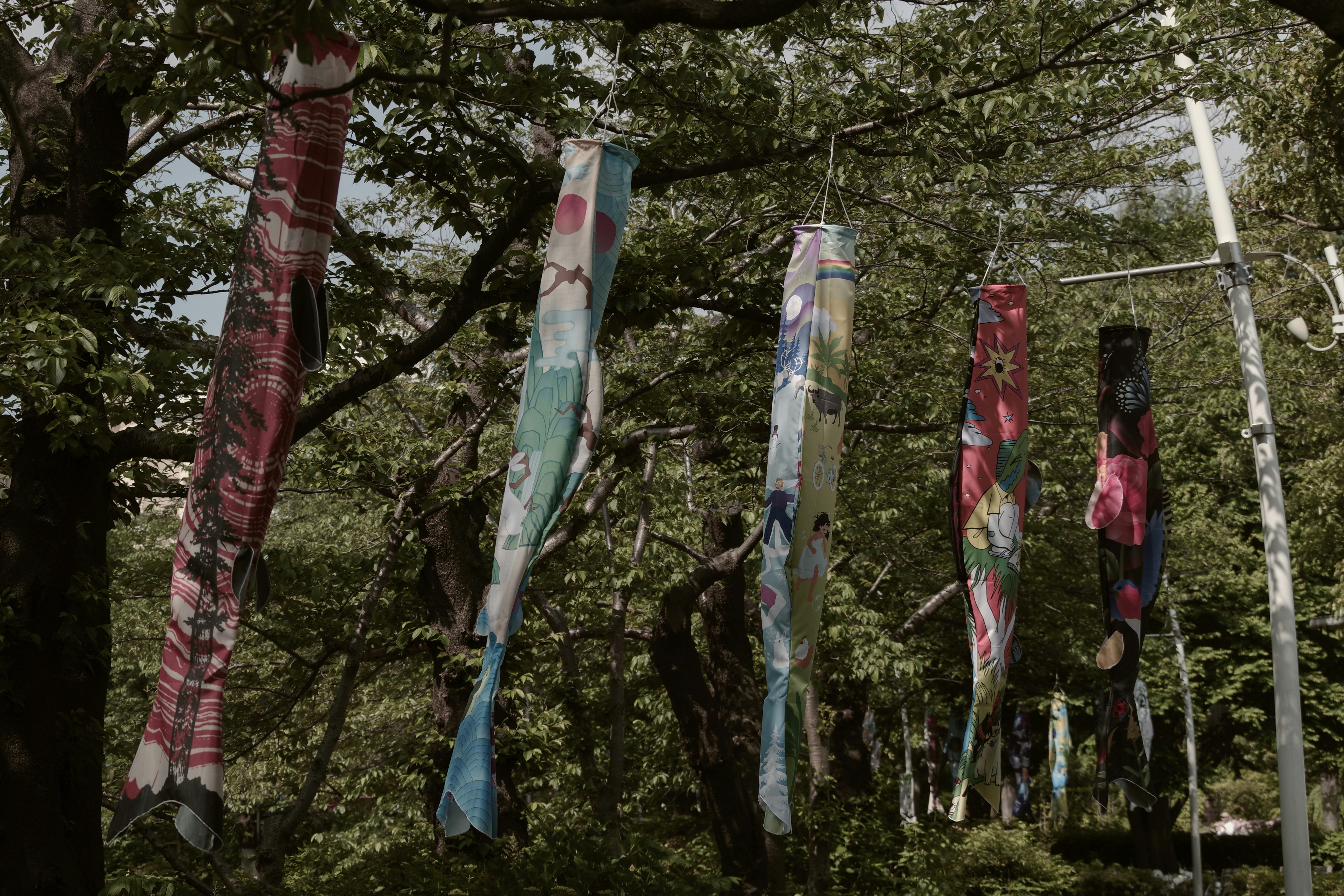 木々の間に泳ぐ鯉のぼりのある公園の風景