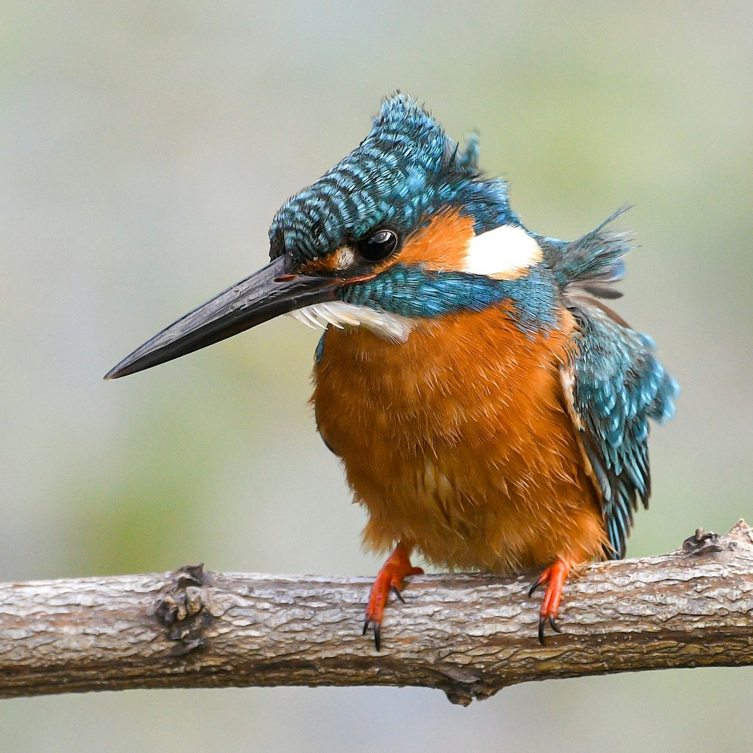 Un martinete con cabeza azul posado en una rama