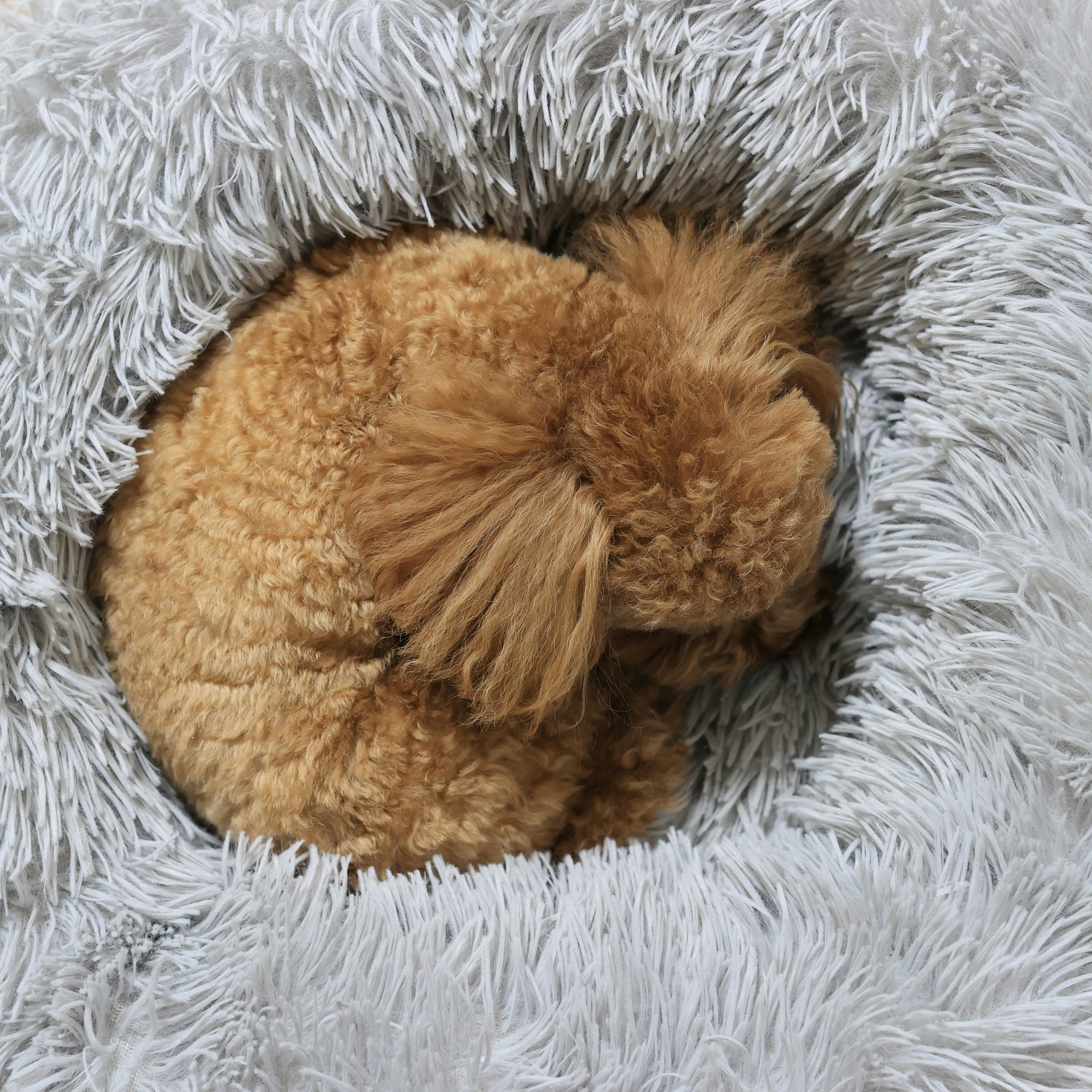 Toy poodle sleeping on a fluffy gray blanket