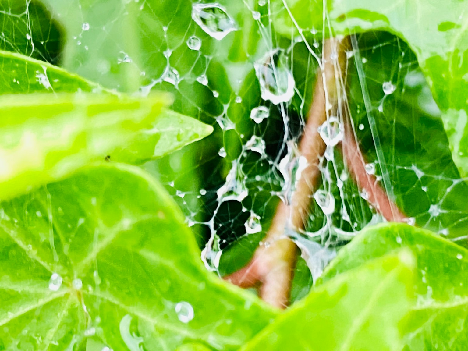 Mạng nhện với giọt nước trên lá xanh